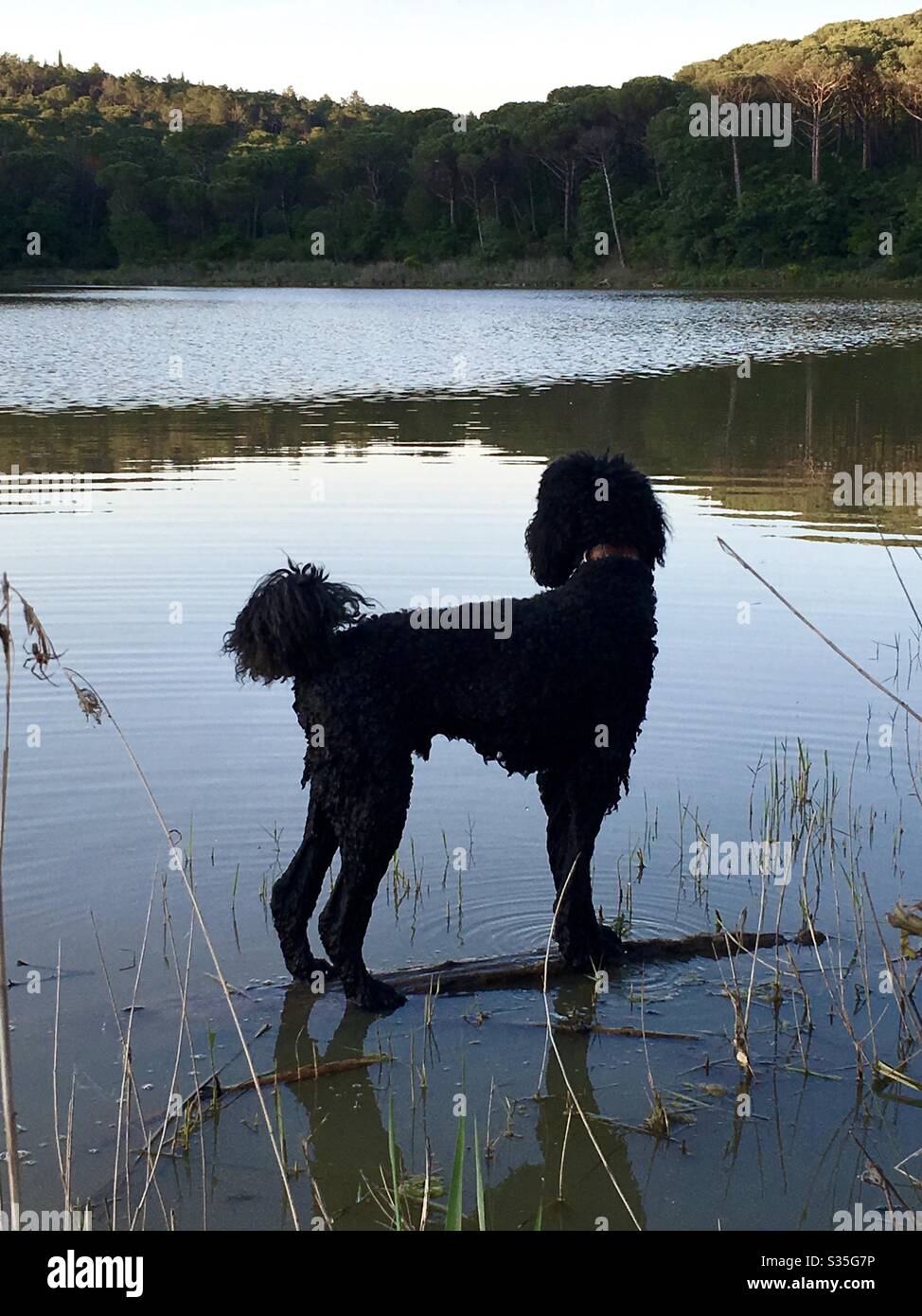 Standard poodle dog during a walk along a lake Stock Photo