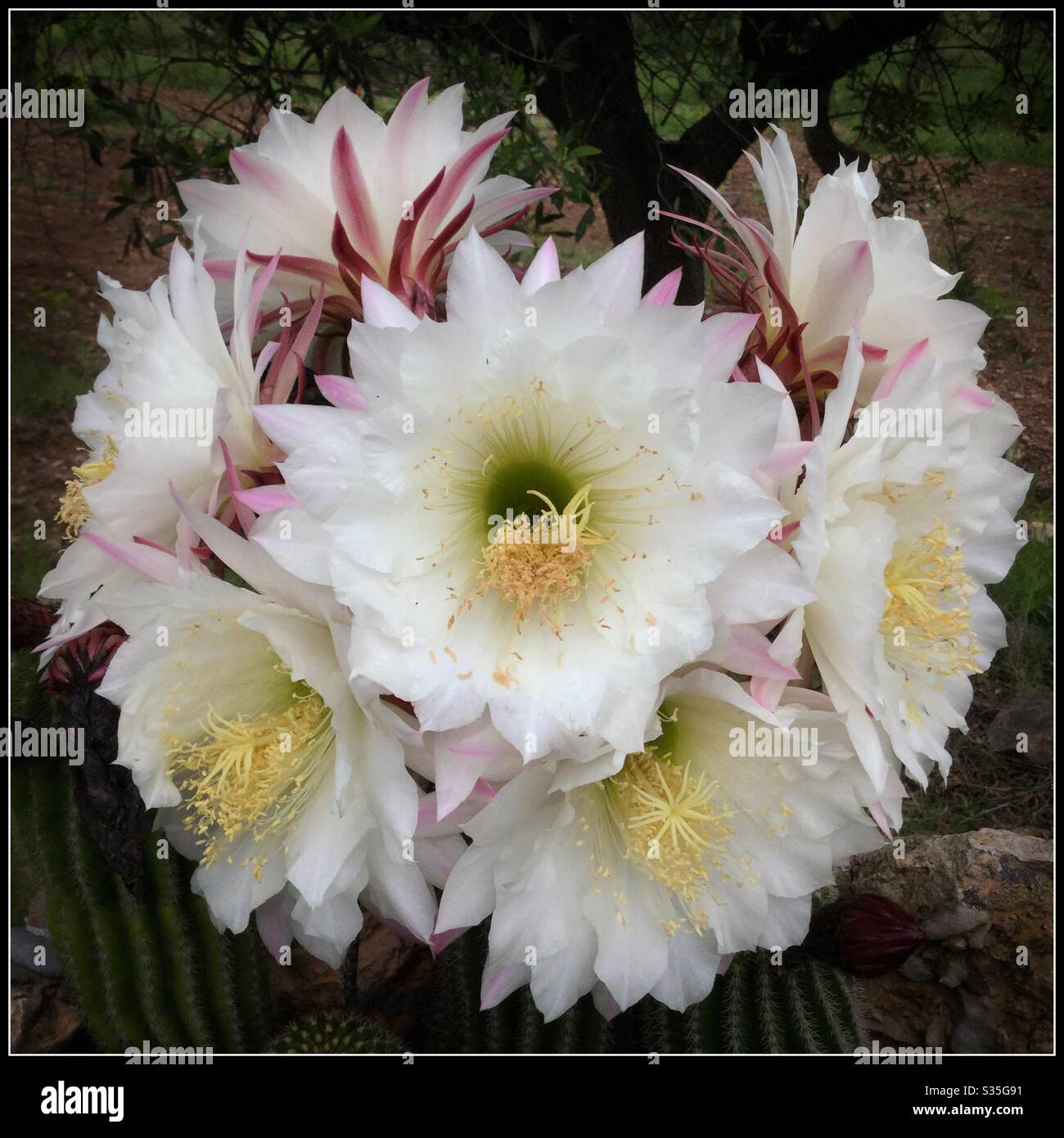 Argentine Giant Cactus (Echinopsis candicans) in flower, Catalonia, Spain. - Smartphone Captured Stock Image