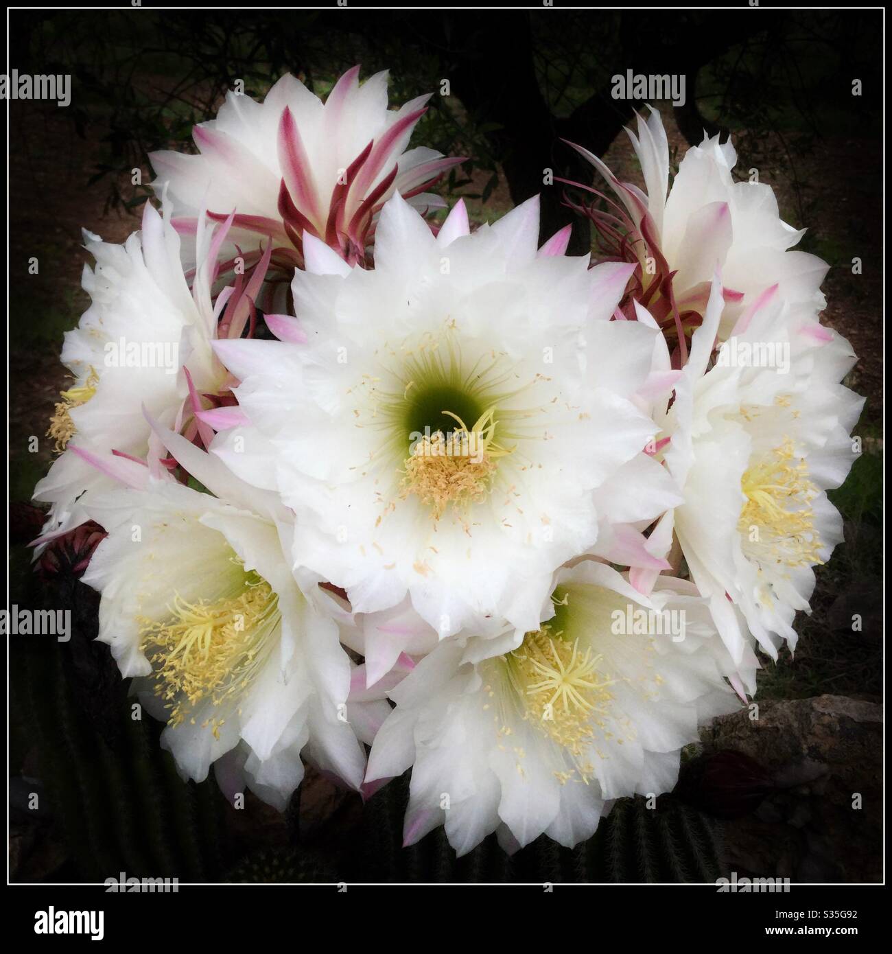 Argentine Giant Cactus (Echinopsis candicans) in flower, Catalonia, Spain. - Smartphone Captured Stock Image