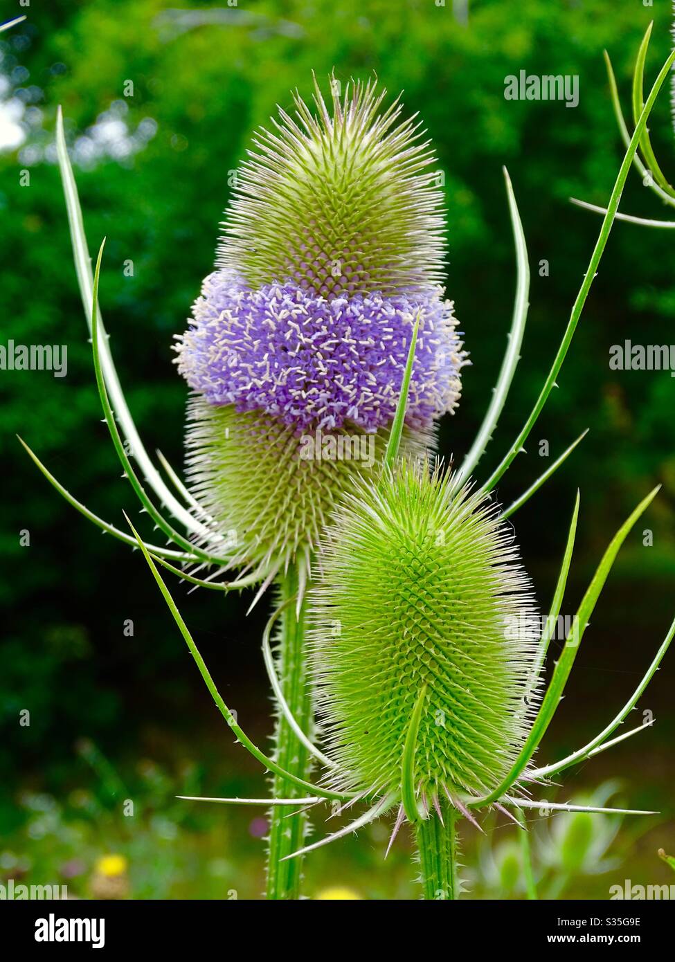 Spikey teasel plants with purple flowers in summer sunshine Stock Photo