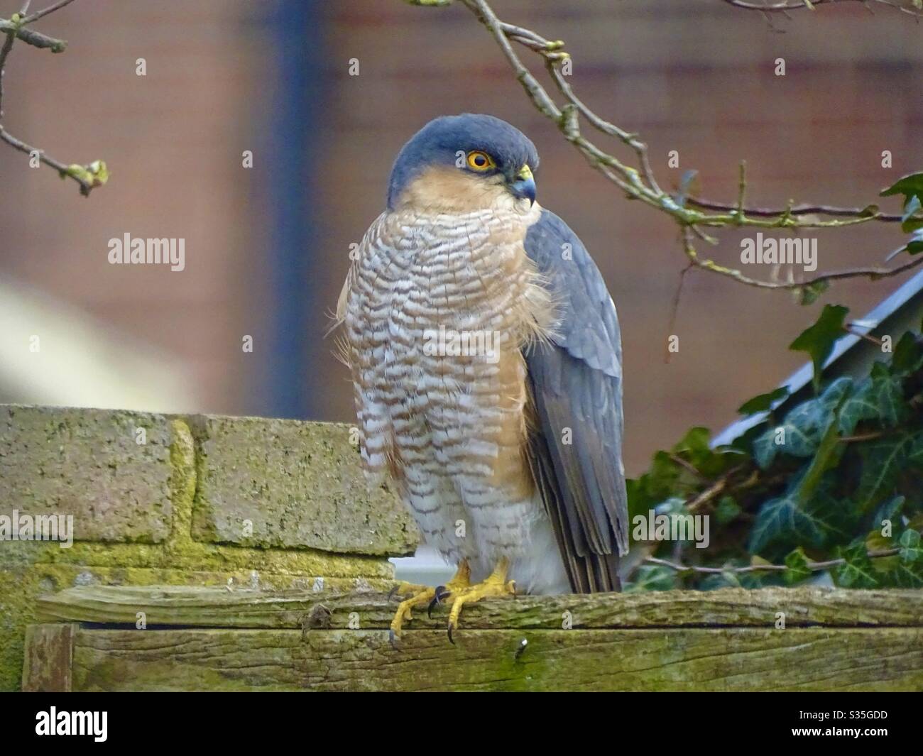 Beautiful Sparrowhawk perched on a garden fence Stock Photo