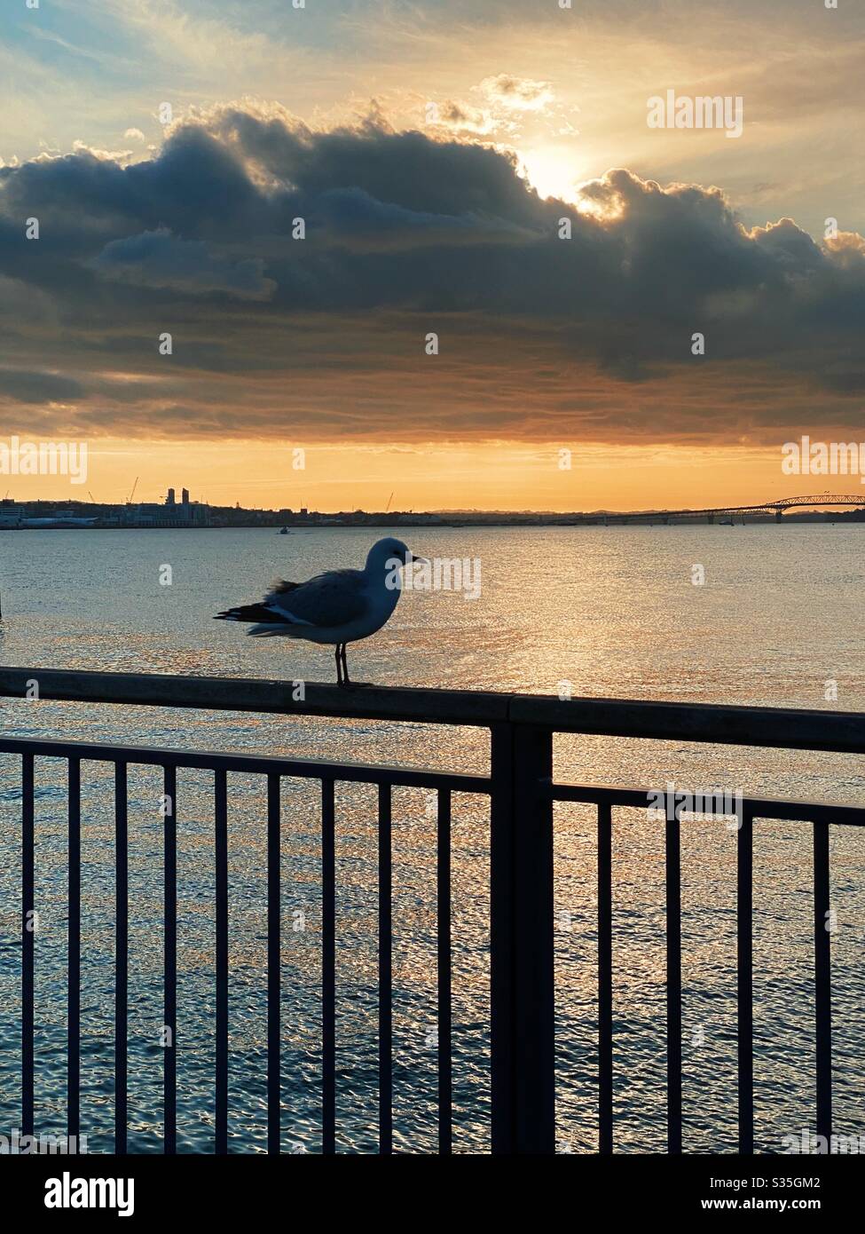Silhouette of seagull sitting on fence at Devonport marina and Auckland harbour at sunset in New Zealand. February 2020 Stock Photo