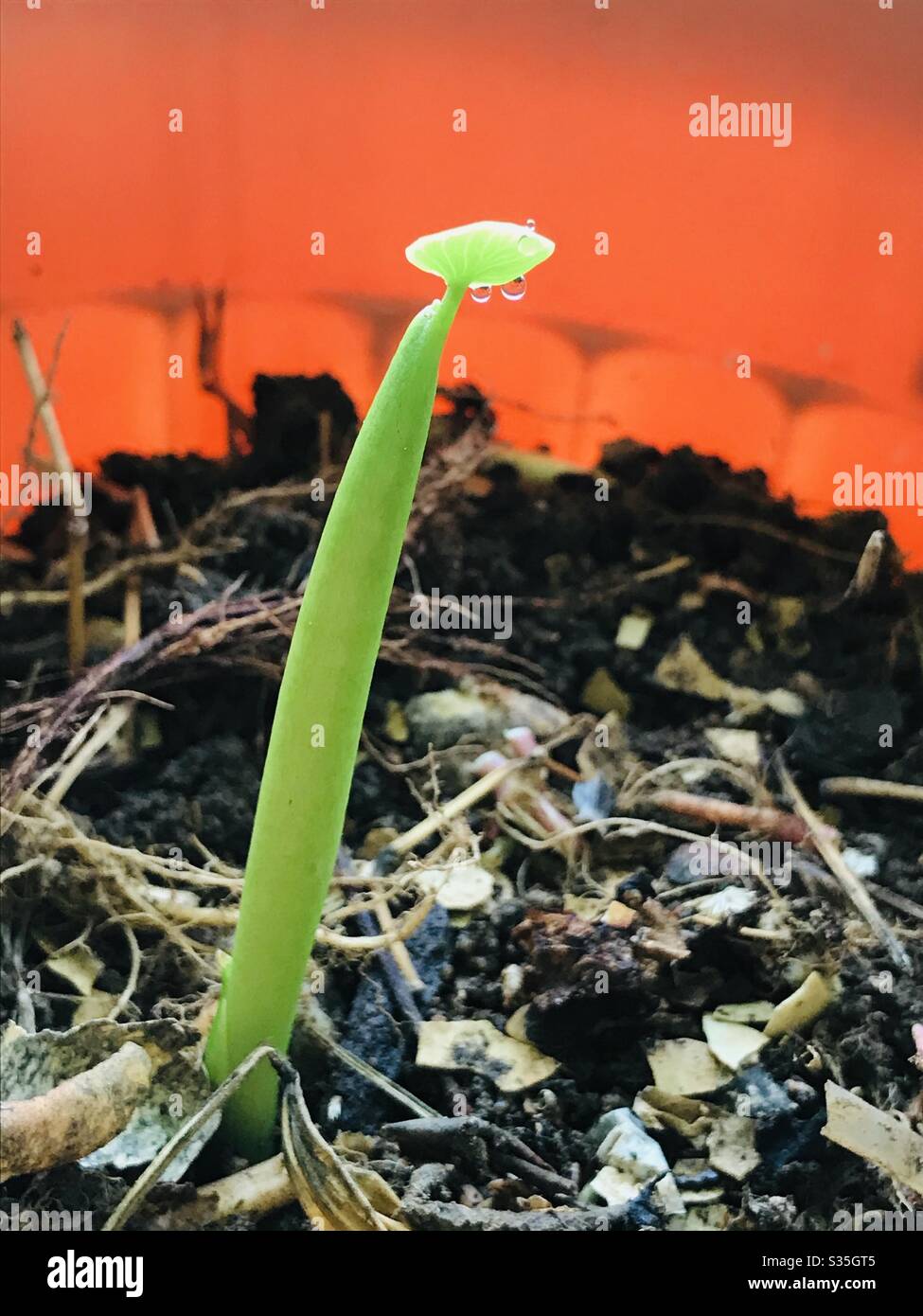 New growth after heavy rain in my garden Colocasia new leaf with dew