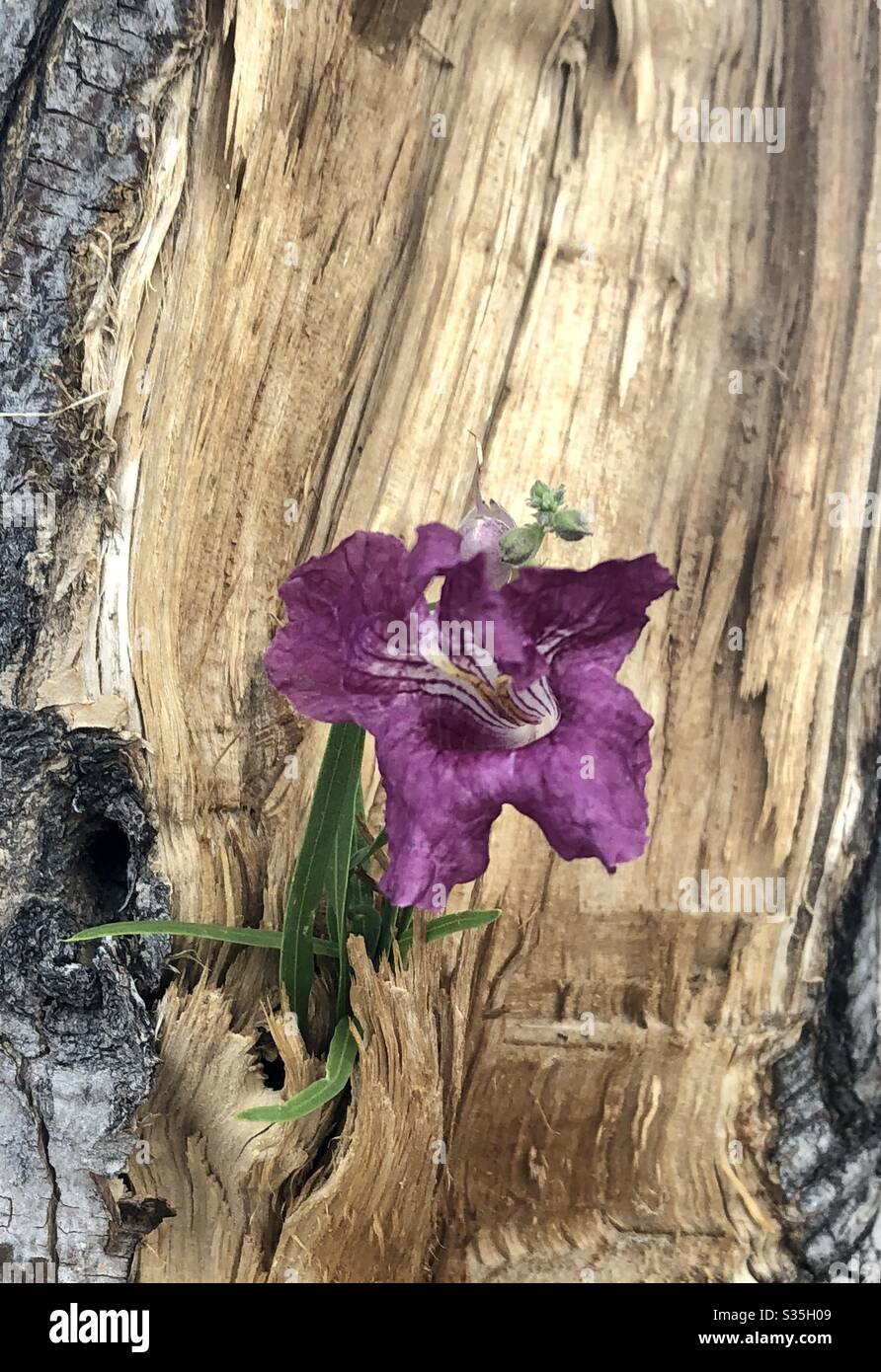 Nature, naturally unusual, small plant, purple flower, living inside tree trunk, section torn off, outer bark seen on each side, copy space Stock Photo