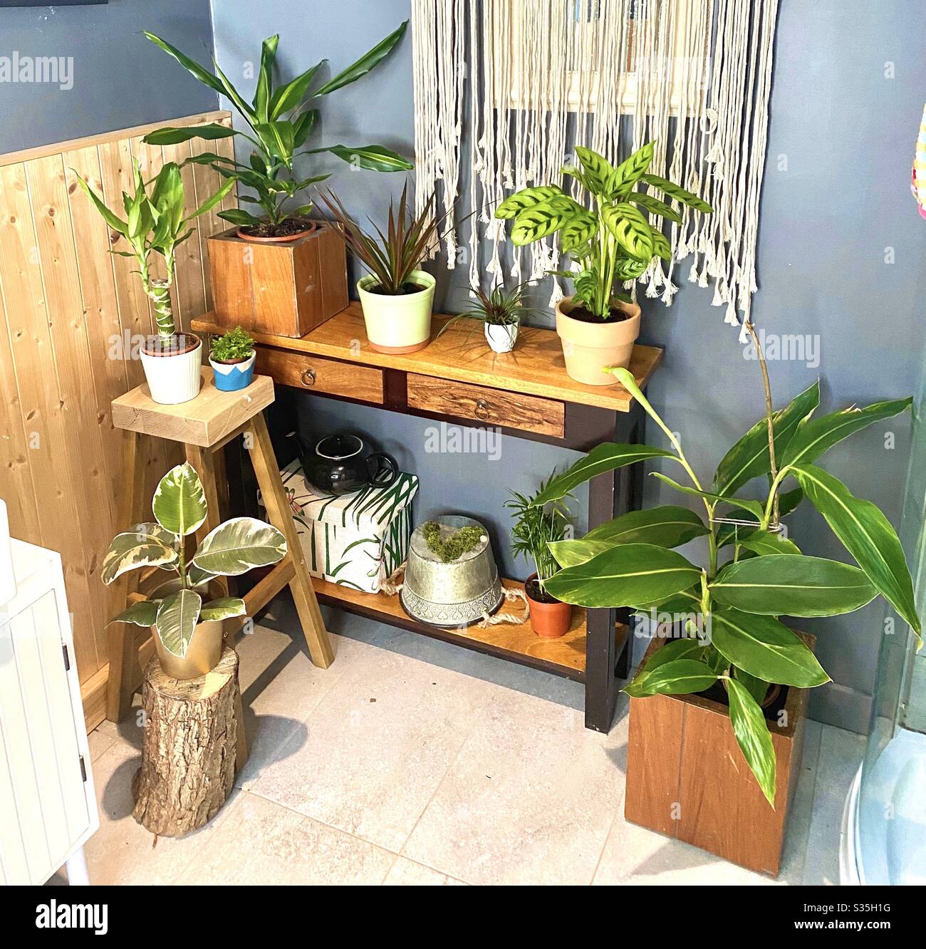 Plant arrangement at home - Smartphone Captured Stock Image