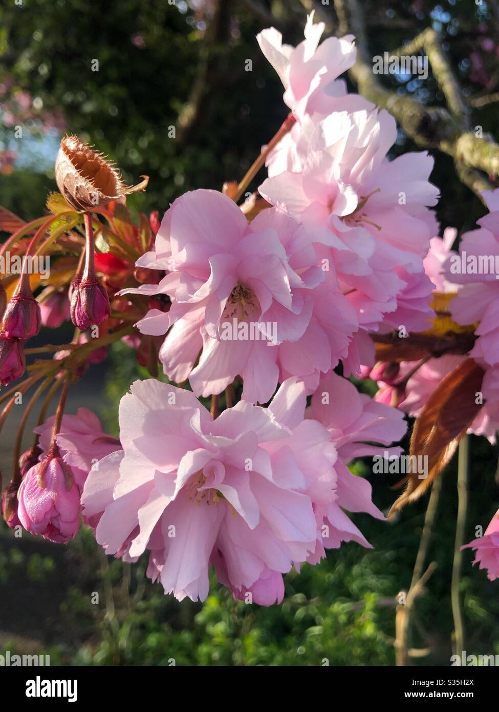 Cherry blossom Stock Photo