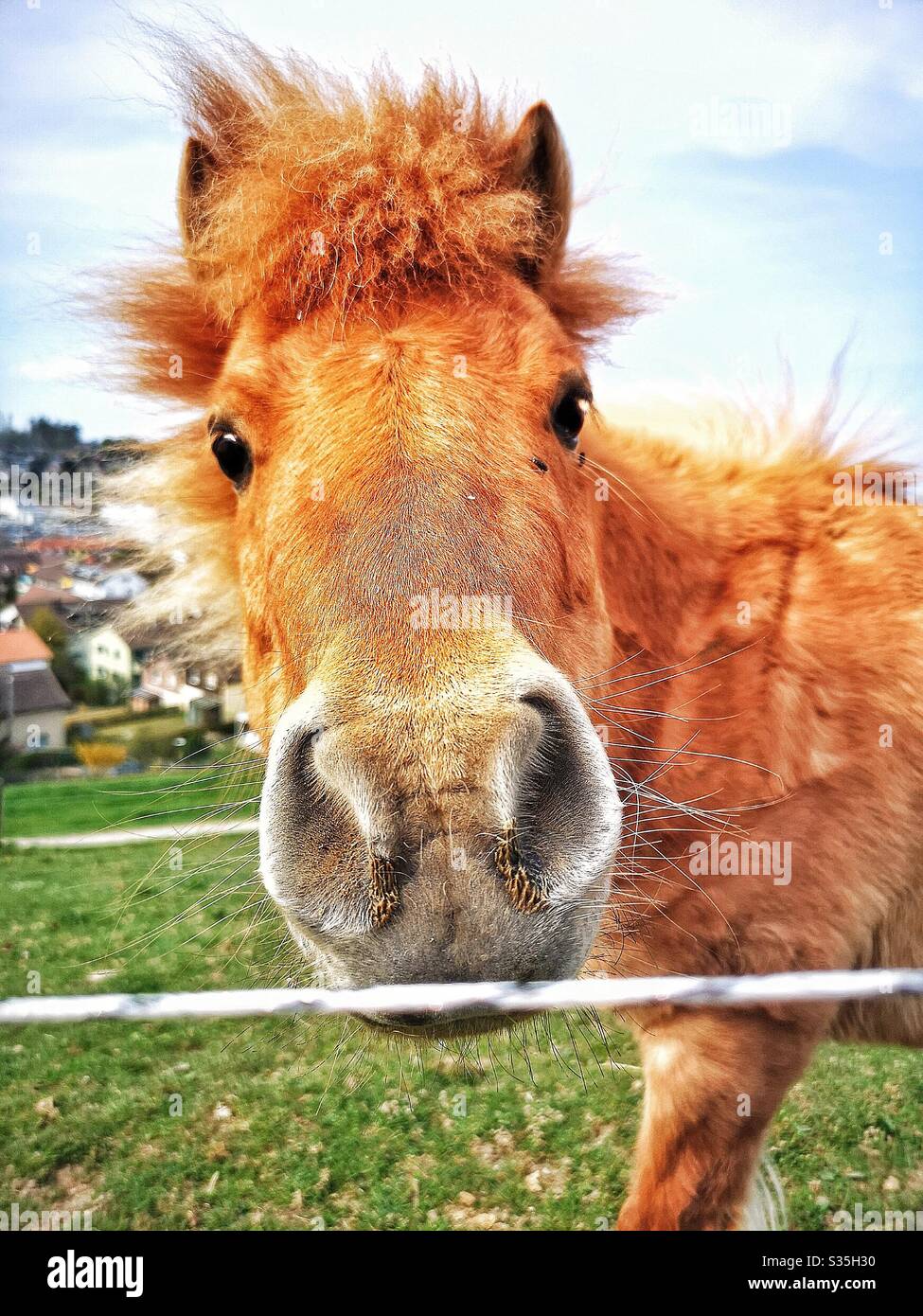 Cute pony - Smartphone Captured Stock Image