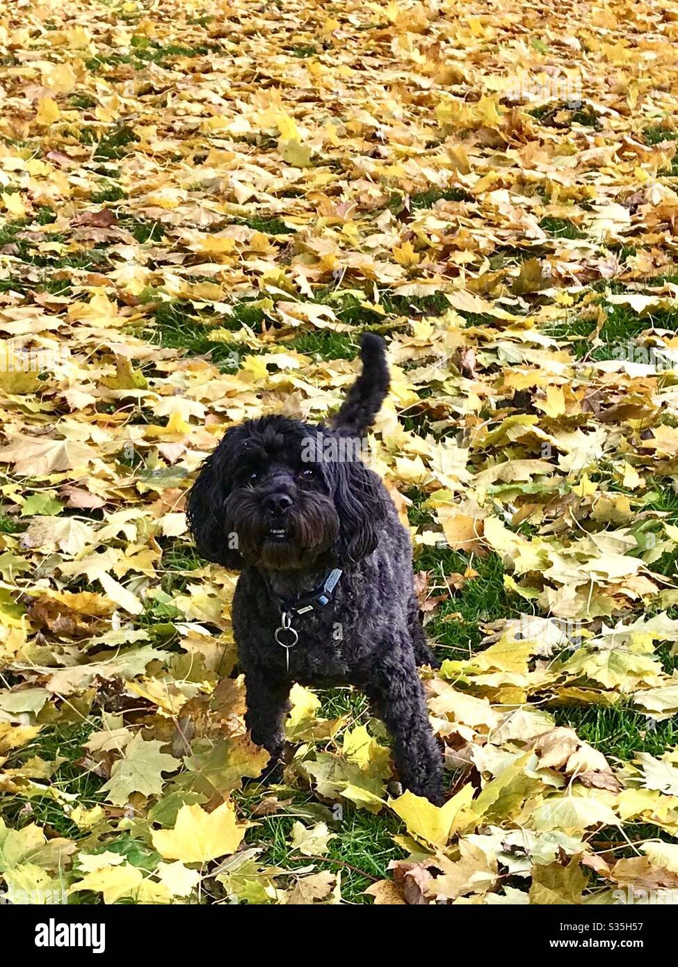 Cockerpoo dog Stock Photo