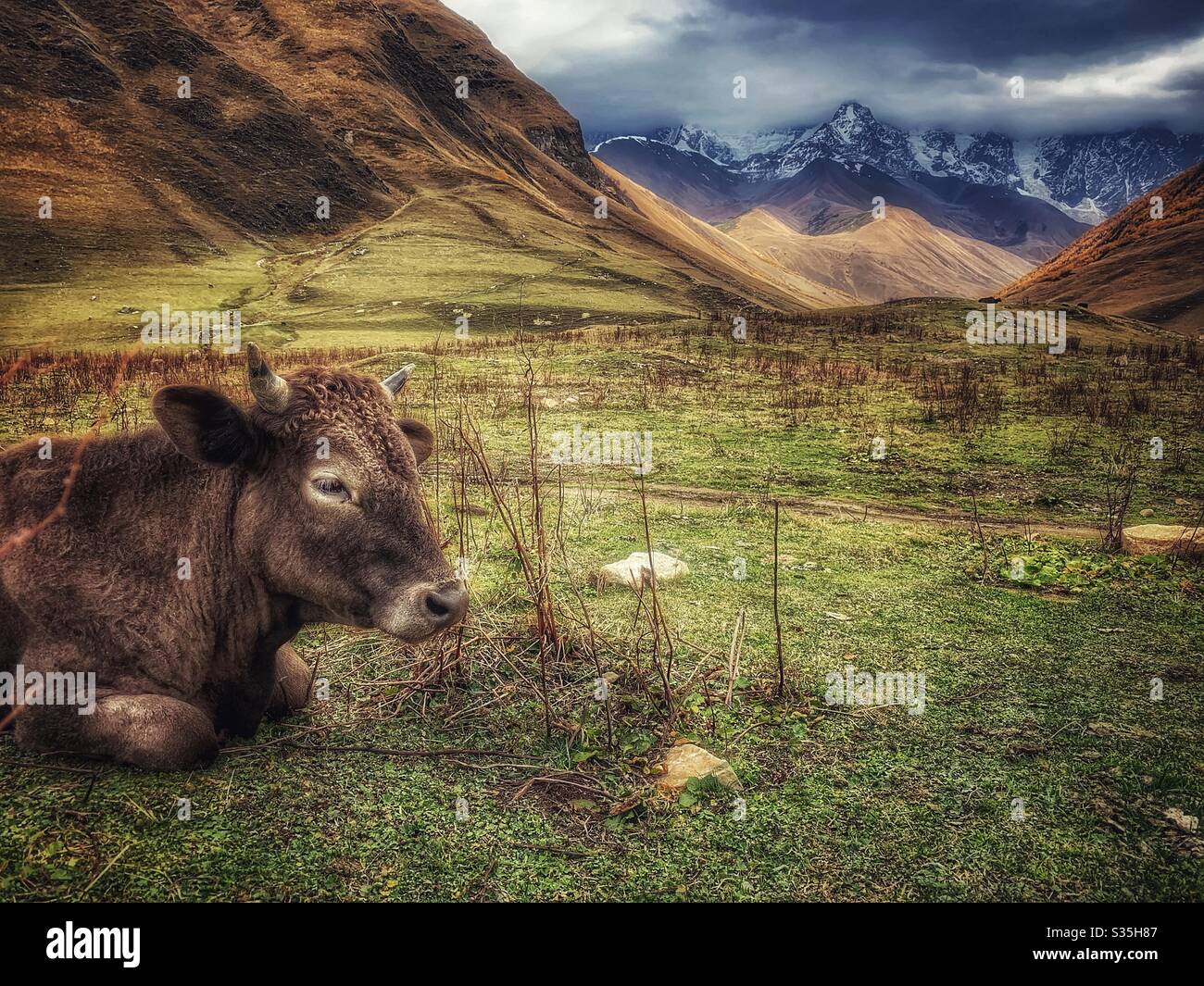 Cow lying on the grass in front of a snowy mountain in Ushguli, Georgia. - Smartphone Captured Stock Image