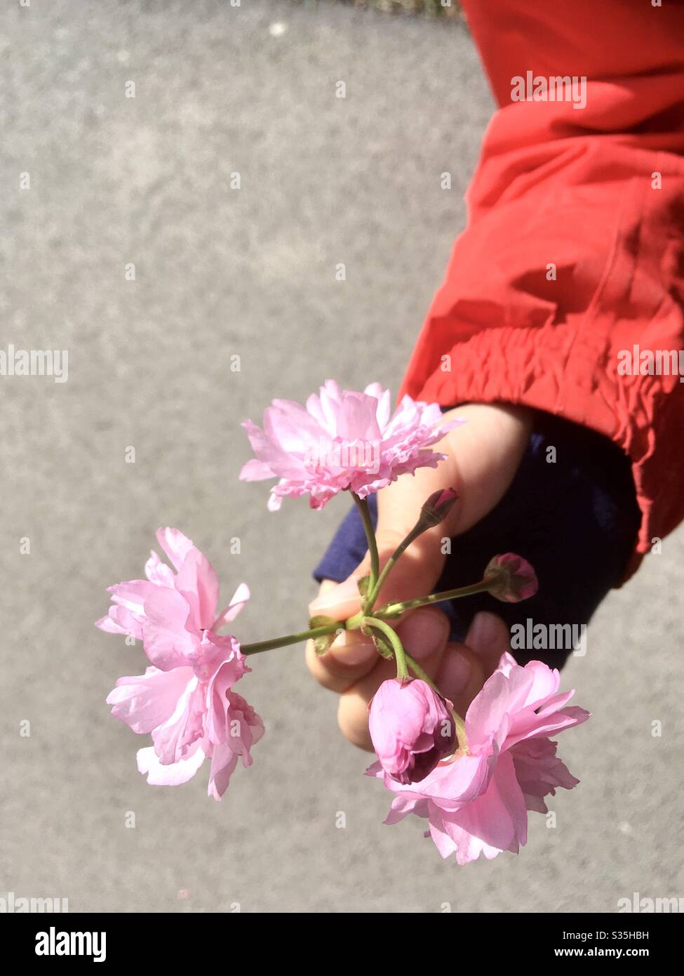 Japanese cherry (Prunus serrulata or Cerasus serrulata) blossoms flowers in child kid hand - Smartphone Captured Stock Image