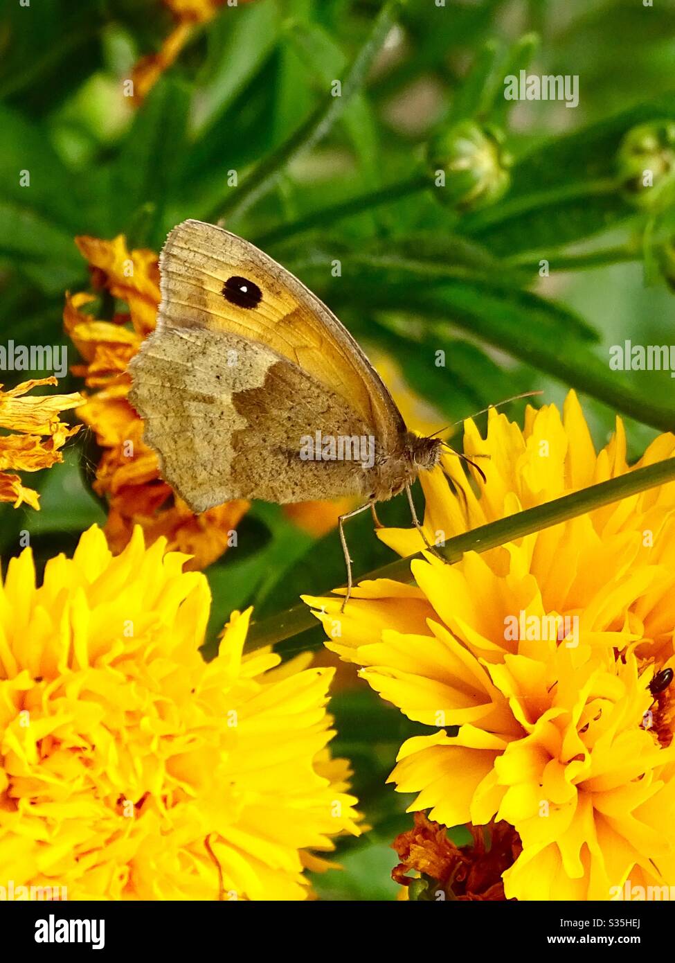 Gatekeeper butterfly on yellow coreopsis flowers in the summer sunshine Stock Photo