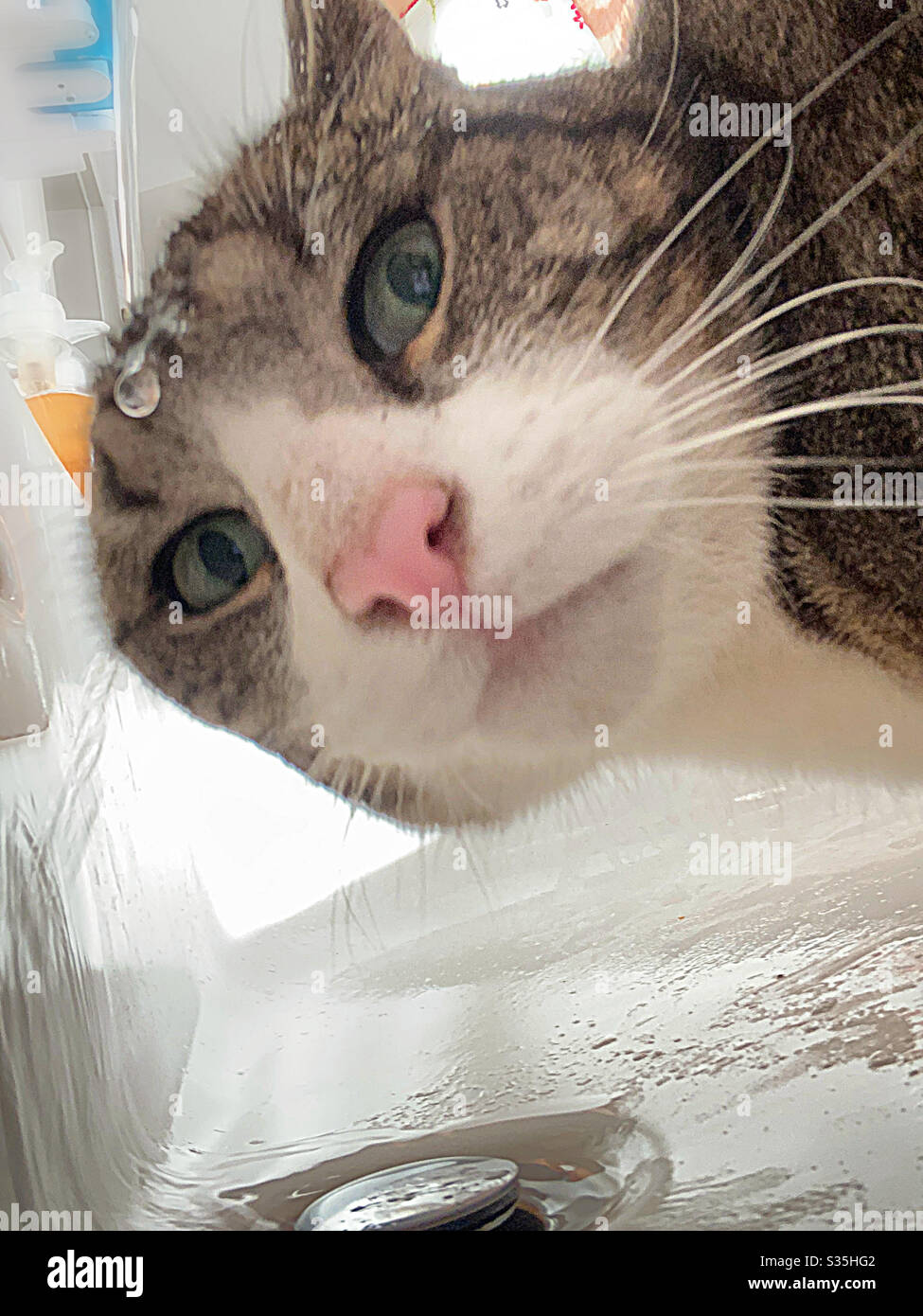 Cat in bathroom Stock Photo - Alamy