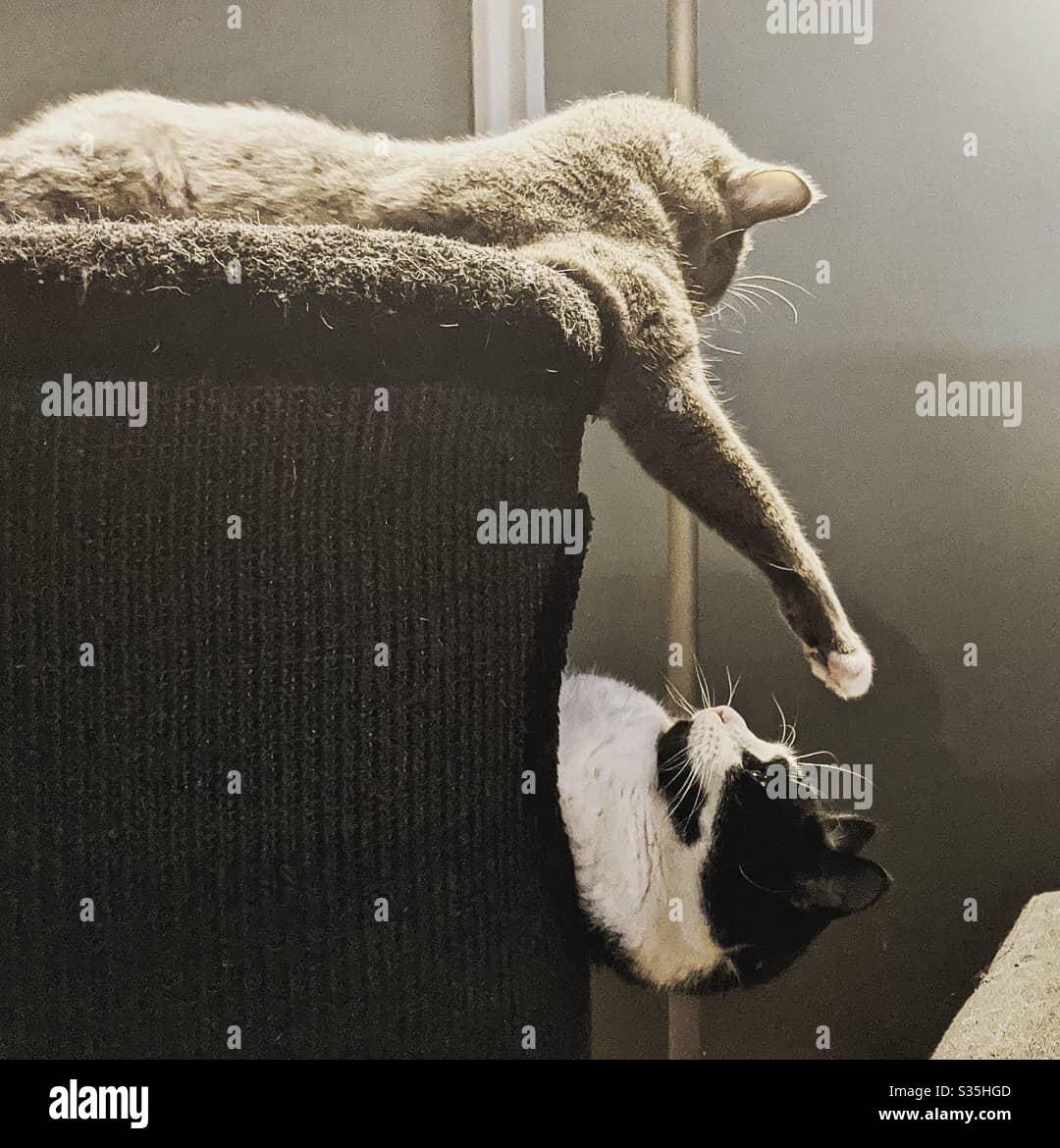 Two Cats One Trying To Touch The Other S Face The Other Recoiling Stock Photo Alamy