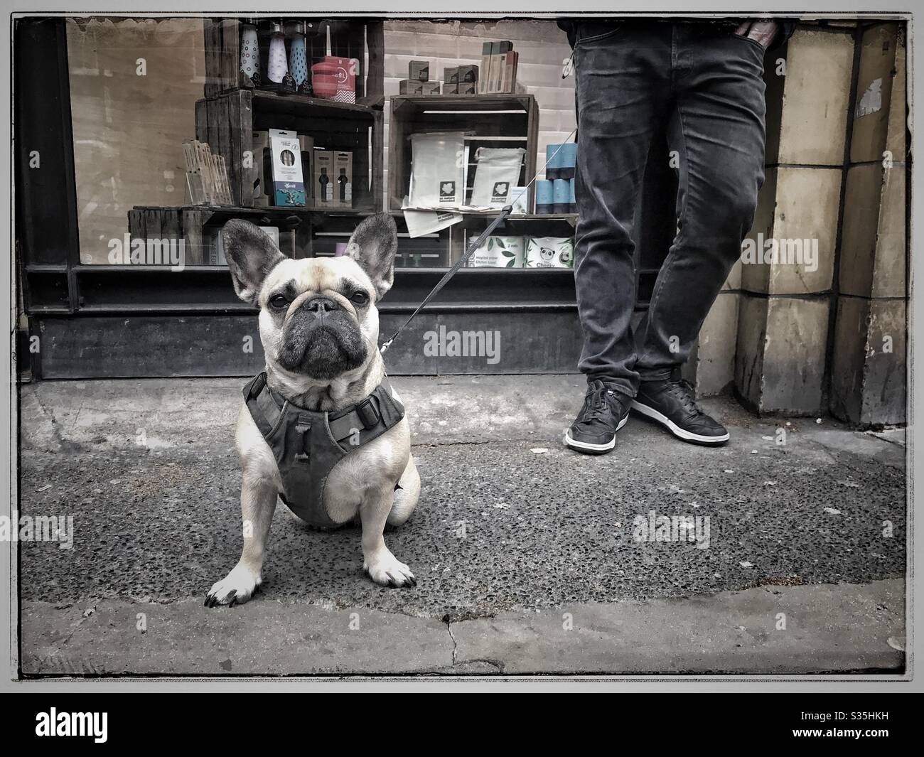 french bulldog leads