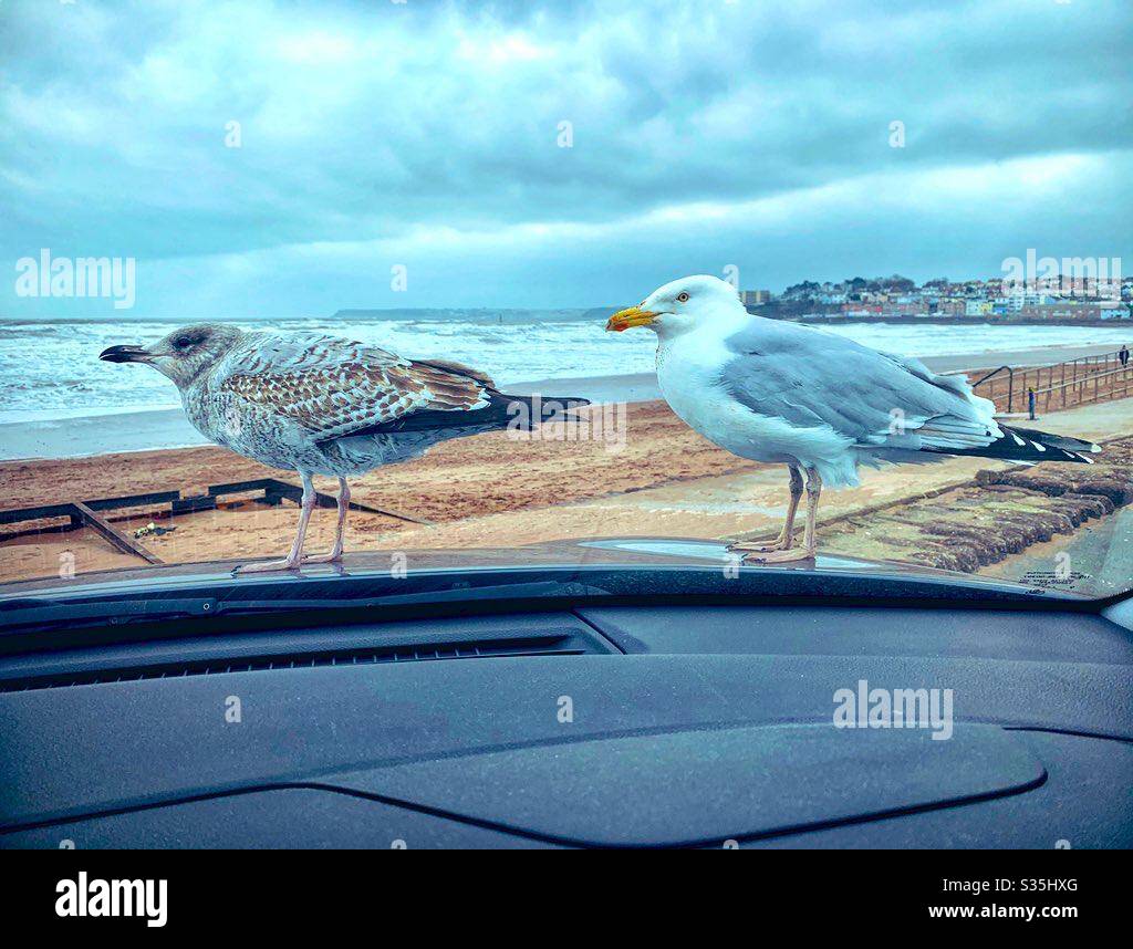 A mother and a baby Seagull standing on the bonnet of a car with a beach and harbour town in the background. - Smartphone Captured Stock Image