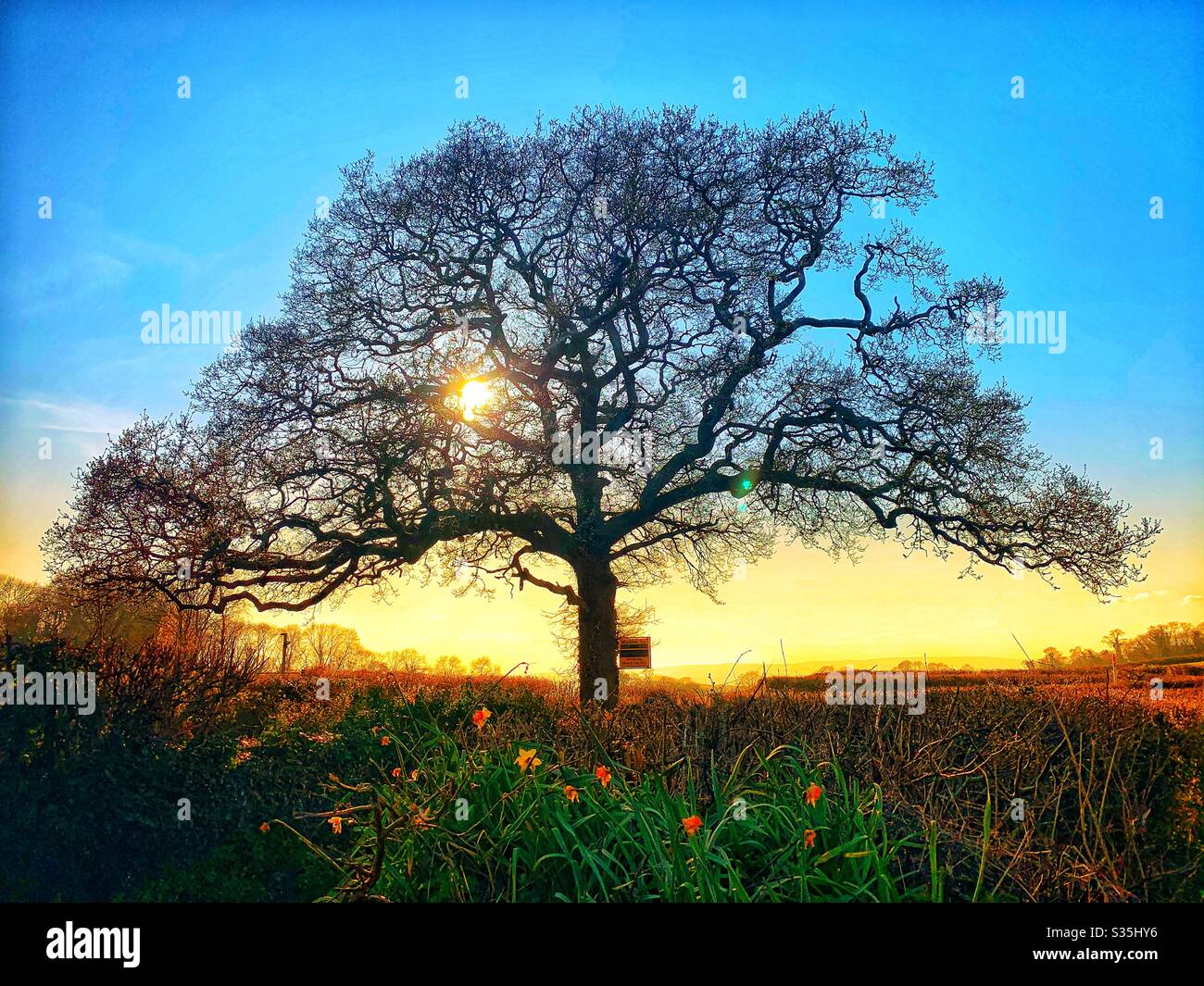 A beautifully shaped tree surrounded by countryside with the low sun glowing in between the branches. Colourful daffodils in the foreground. - Smartphone Captured Stock Image