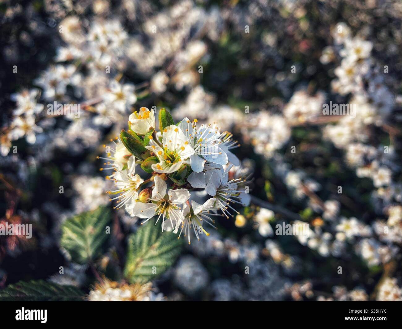Springtime blossom. White and yellow flowers in focus in the foreground with out of focus’s white and yellow flowers in the background. Stock Photo