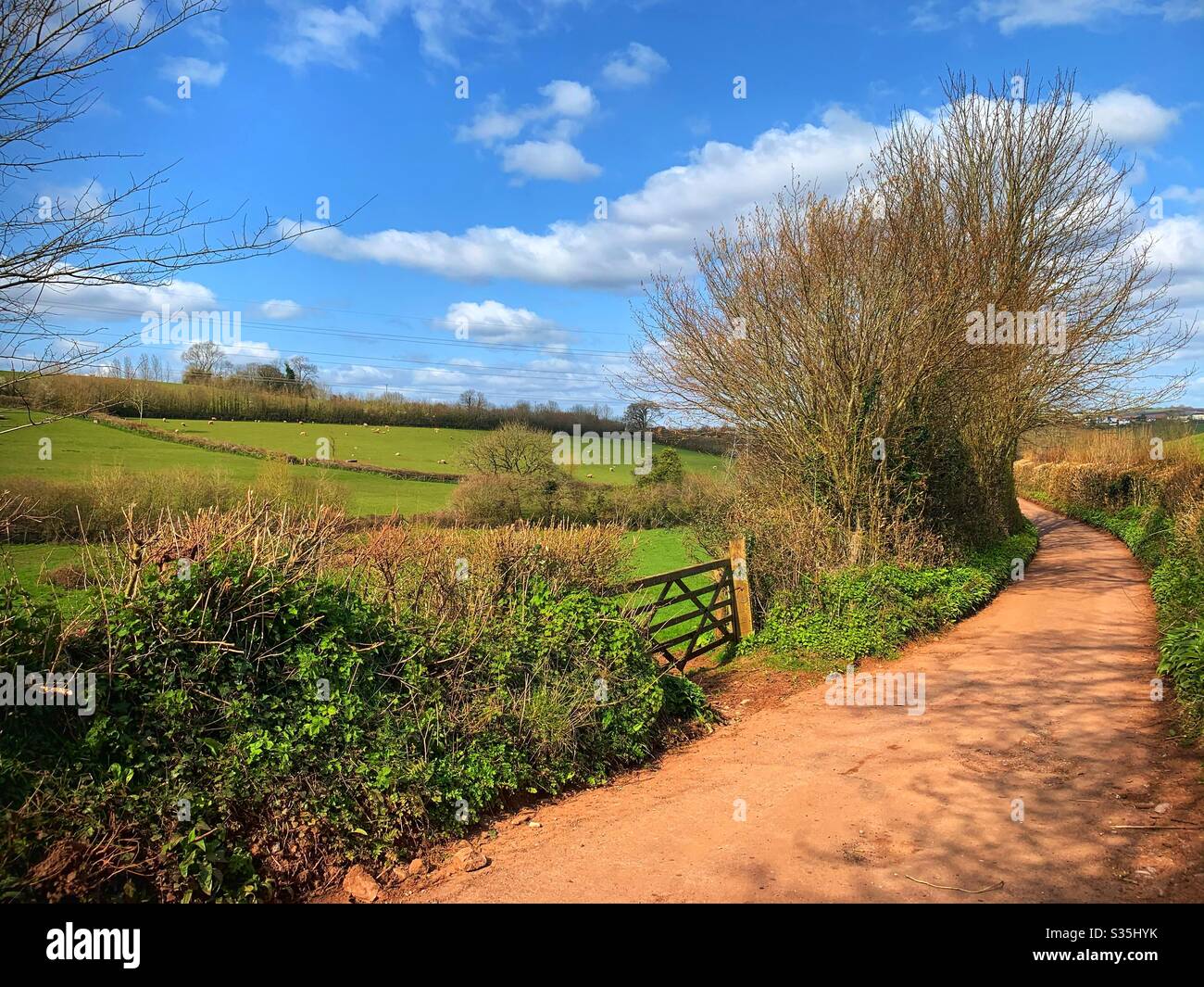 A Devonshire country lane. Fields, hills, wild banks, trees and a gate. Against a blue sky with clouds. - Smartphone Captured Stock Image