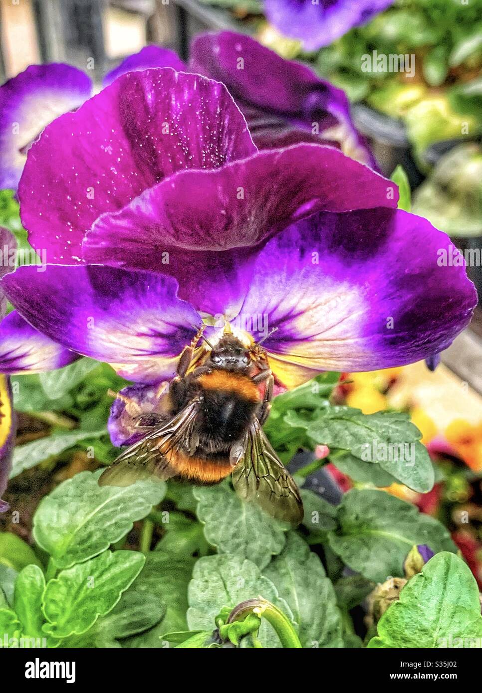 A large bumblebee taking the nectar from a large purple and white pansy flower. Green leaves. - Smartphone Captured Stock Image