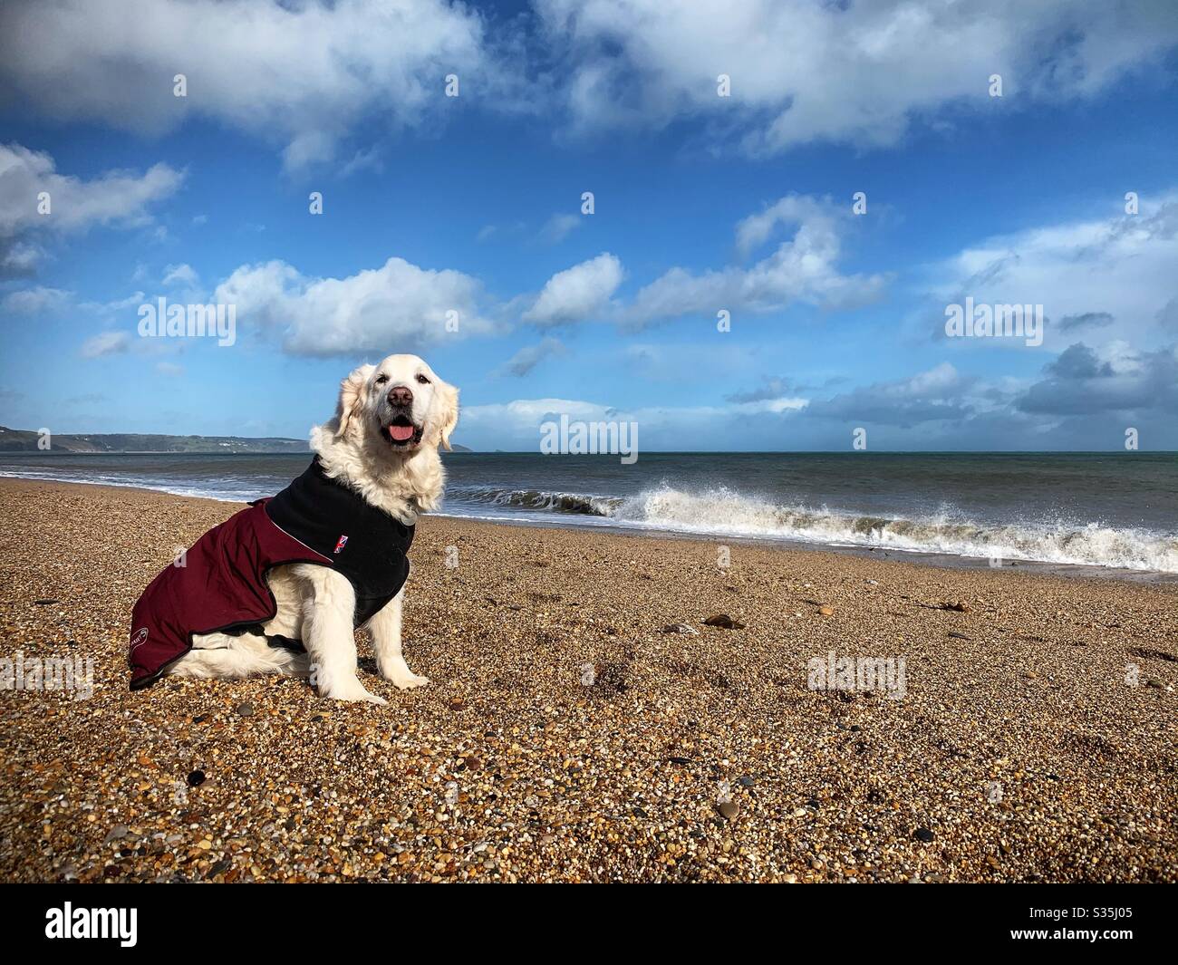 A cream Coloured Golden Retriever in a beach, wearing a coat. - Smartphone Captured Stock Image