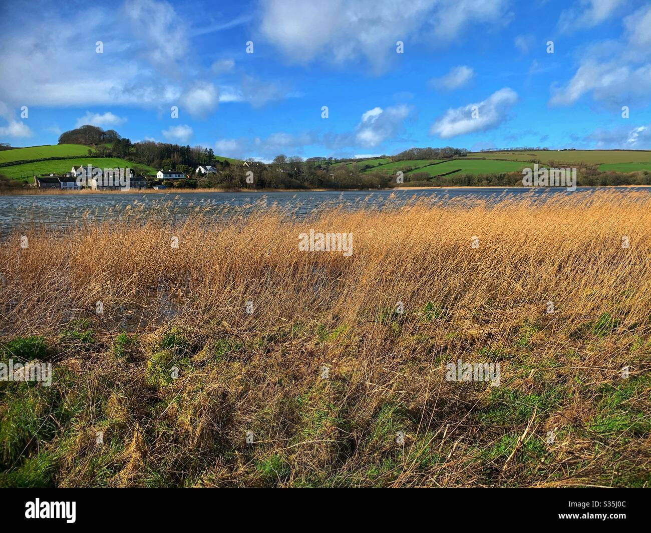 Golden reeds in the foreground, a lake in the mid ground and green rolling hills in the background with a few houses. - Smartphone Captured Stock Image