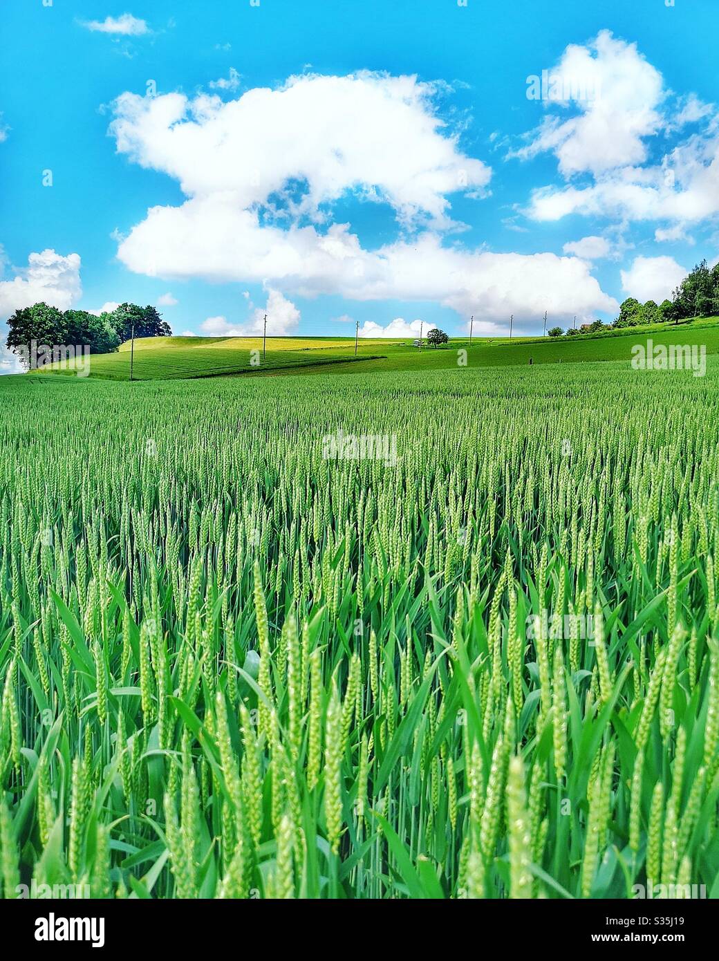 Wheat field, Switzerland - Smartphone Captured Stock Image