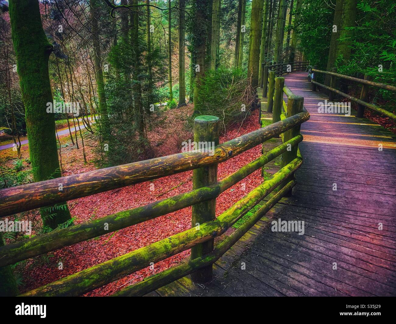 Boardwalk through the forest. Log railings covered in green lichen, with autumnal leaves covering the forest floor. - Smartphone Captured Stock Image