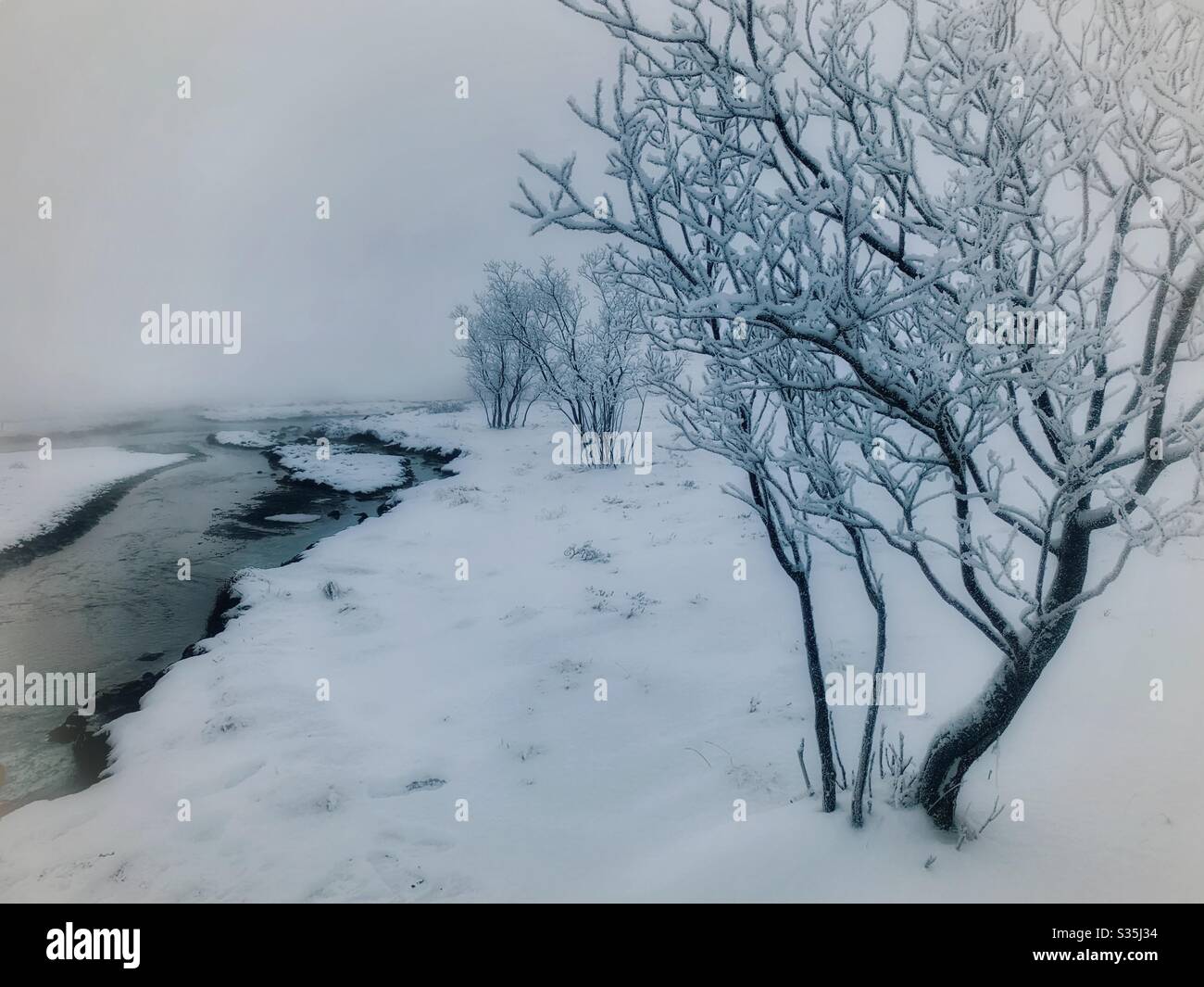 Frozen bushes growing in the snowy ground next to a geothermal river. Iceland. - Smartphone Captured Stock Image