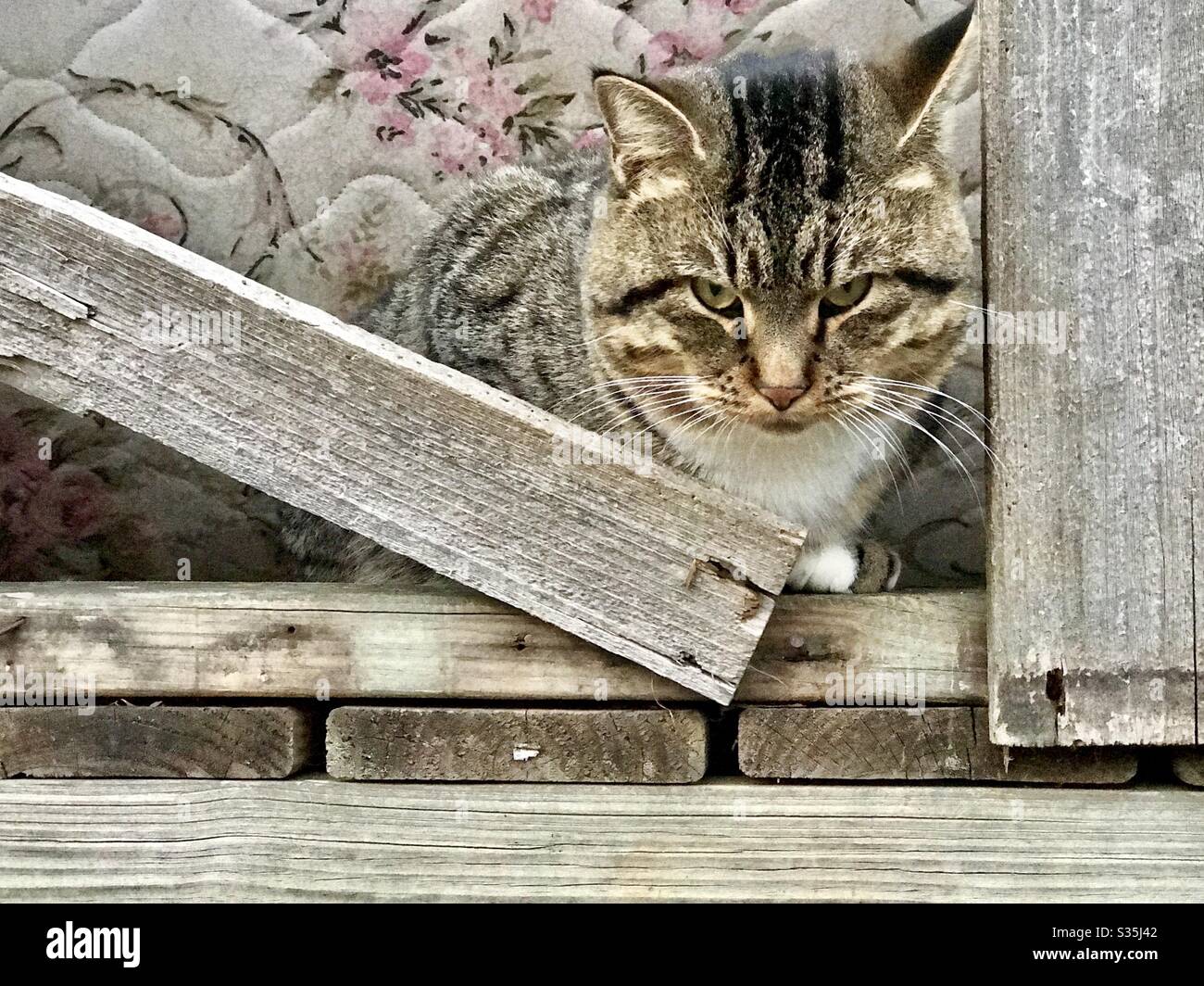 Portrait of beautiful outdoor tabby kitty cat with white chest, white feet and gold eyes Stock