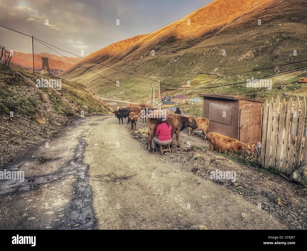 A female farmer mills her cows by hand at sunrise in the road. Ushguli, Georgia. UNESCO World Heritage Site. Rural life. - Smartphone Captured Stock Image