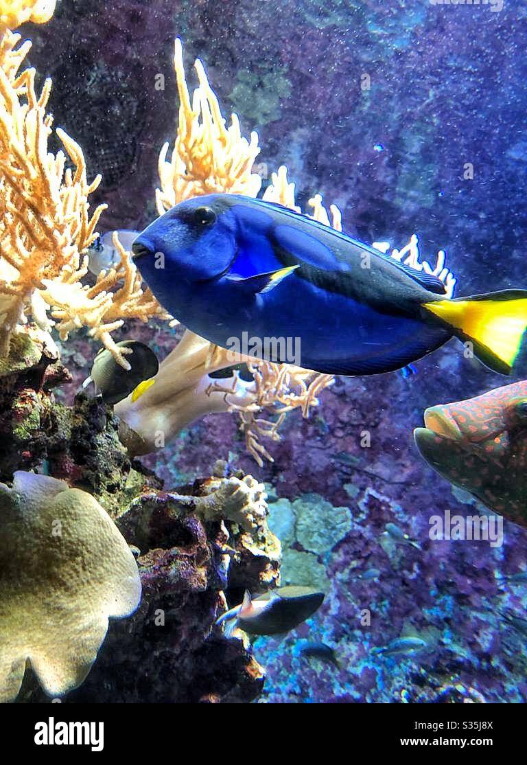 Blue tang at Churaumi aquarium, Okinawa, Japan Stock Photo