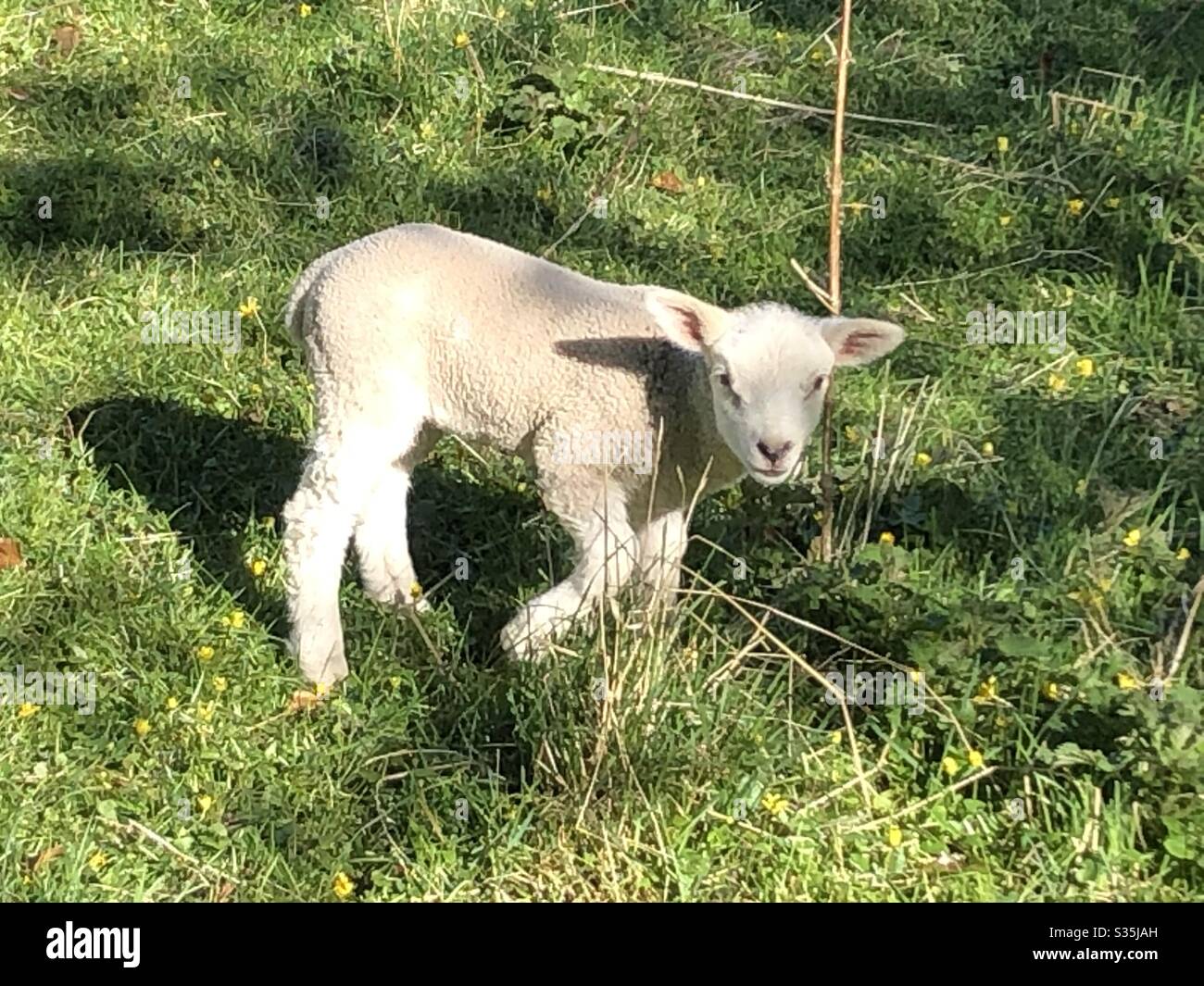 Spring lamb - Smartphone Captured Stock Image