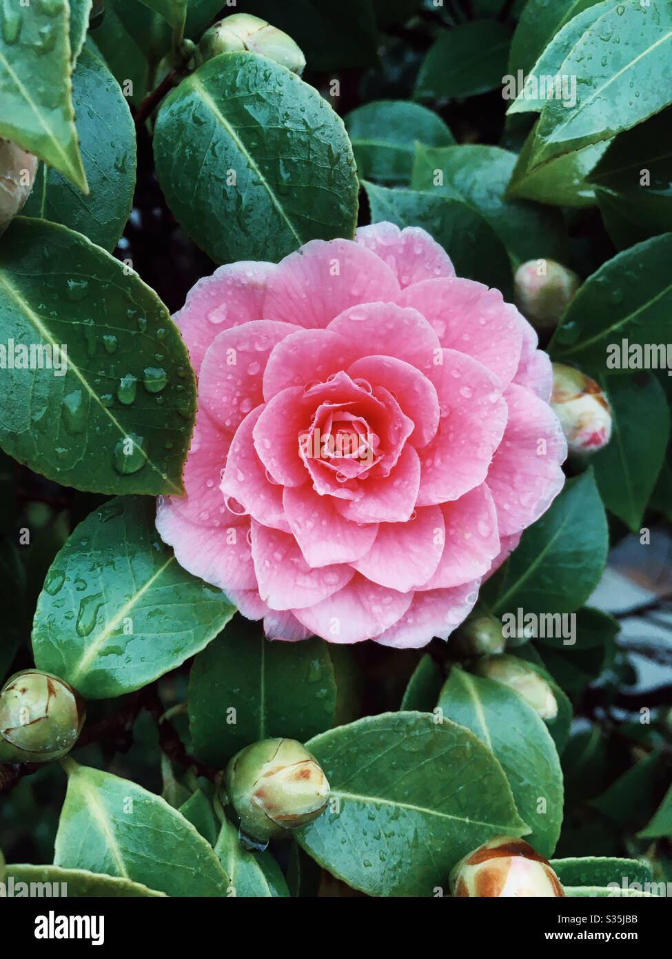Camellia x williamsii ‘Waterlily’  Family: Theaceae Genus: Camellia  Plant type: Shrub Stock Photo