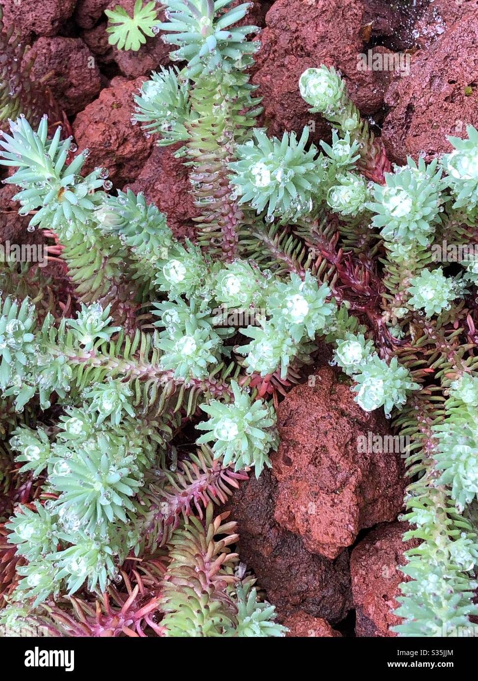 Succulent plants growing in lava rocks Stock Photo Alamy