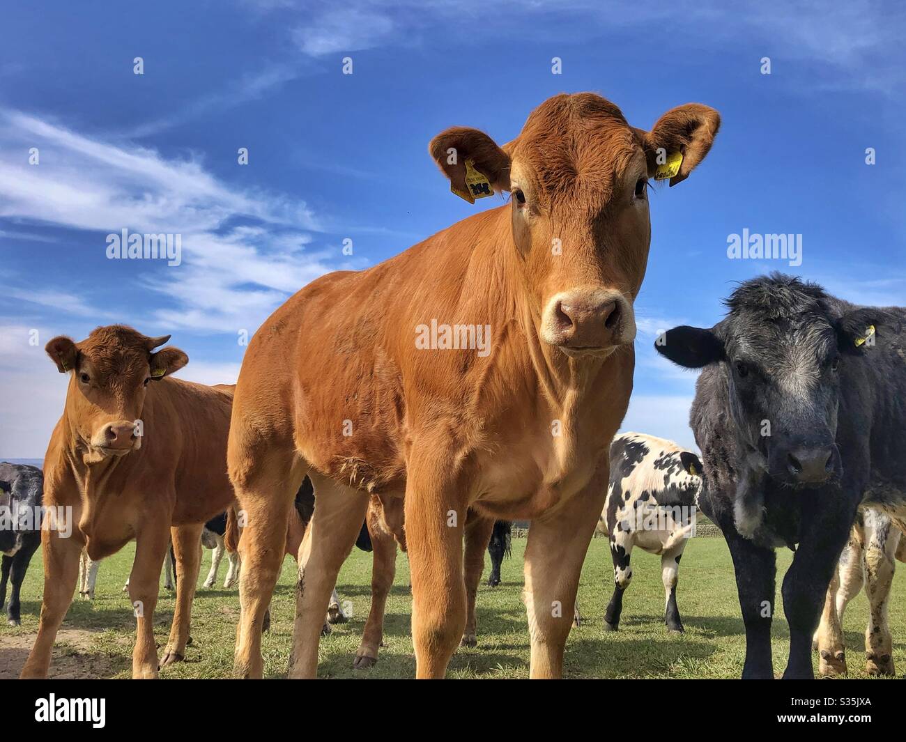 Young cattle in a field in Guiseley West Yorkshire - Smartphone Captured Stock Image