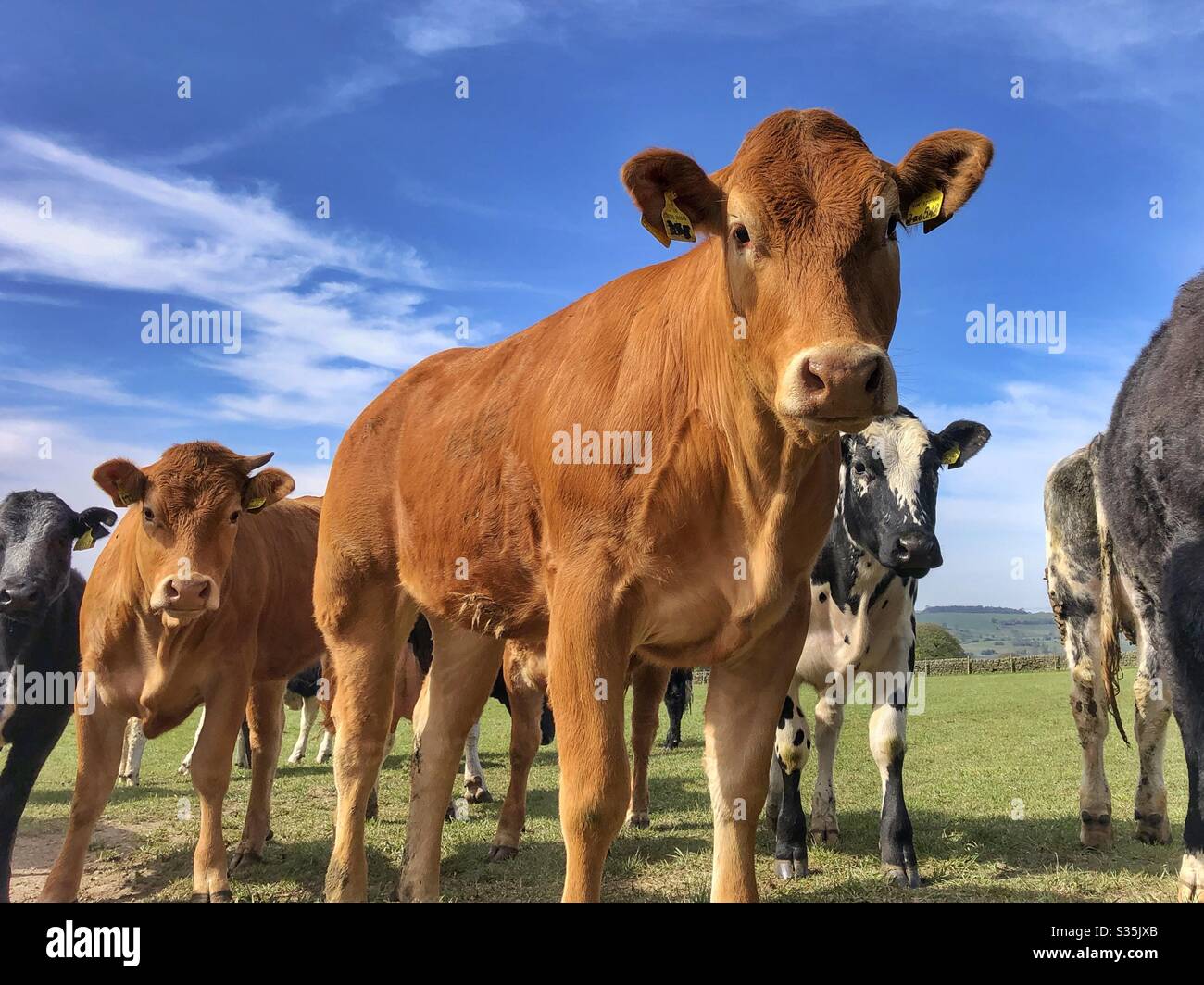 Young cattle in a field in Guiseley West Yorkshire - Smartphone Captured Stock Image
