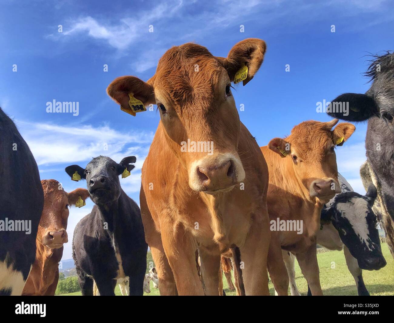 Young cattle in a field in Guiseley West Yorkshire - Smartphone Captured Stock Image