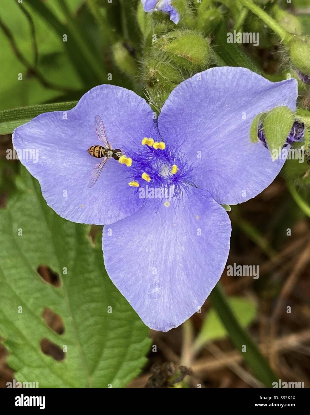Purple spiderwart flower with a tiny flower fly macro - Smartphone Captured Stock Image