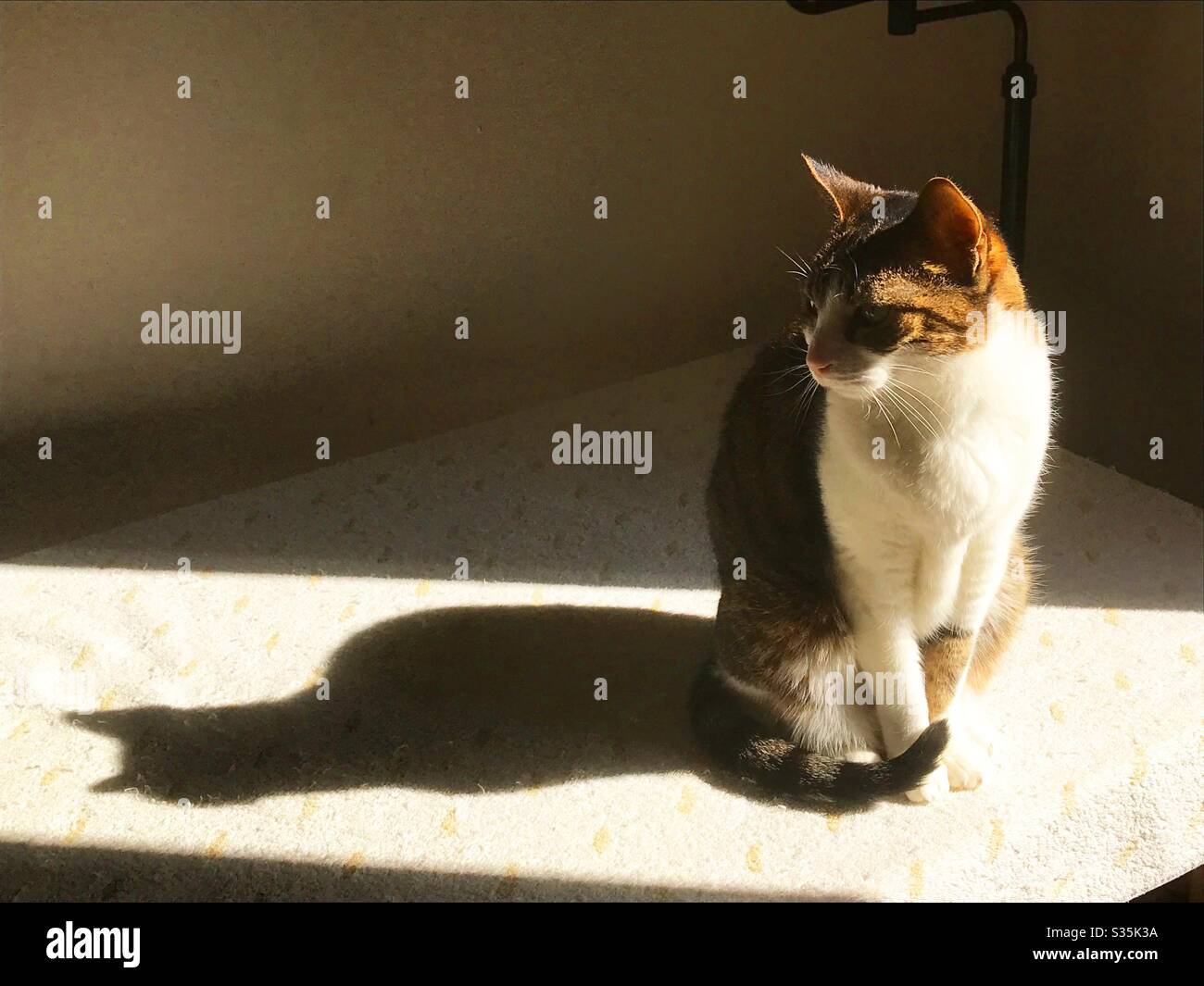 Tabby and white cat sunbathing Stock Photo - Alamy