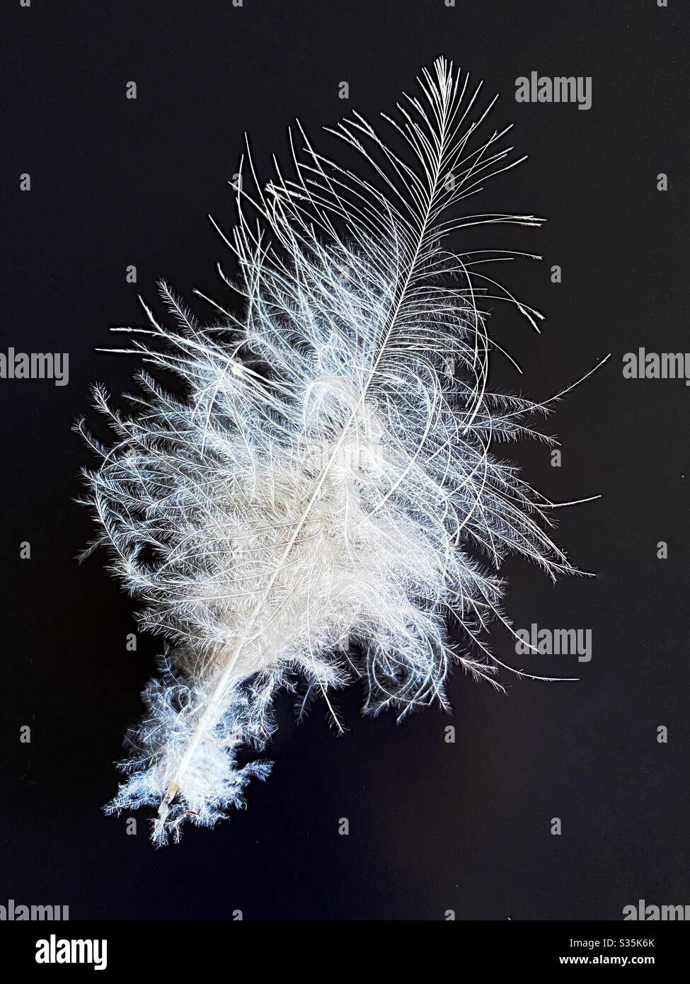 Owl feather detail on black background - Smartphone Captured Stock Image