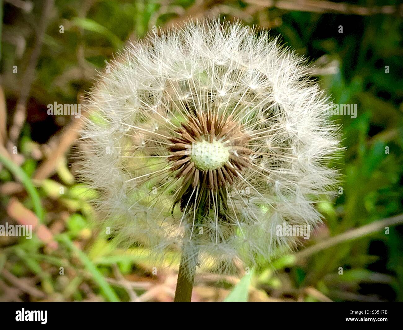 The beauty of nature with a dandelion seedhead Stock Photo