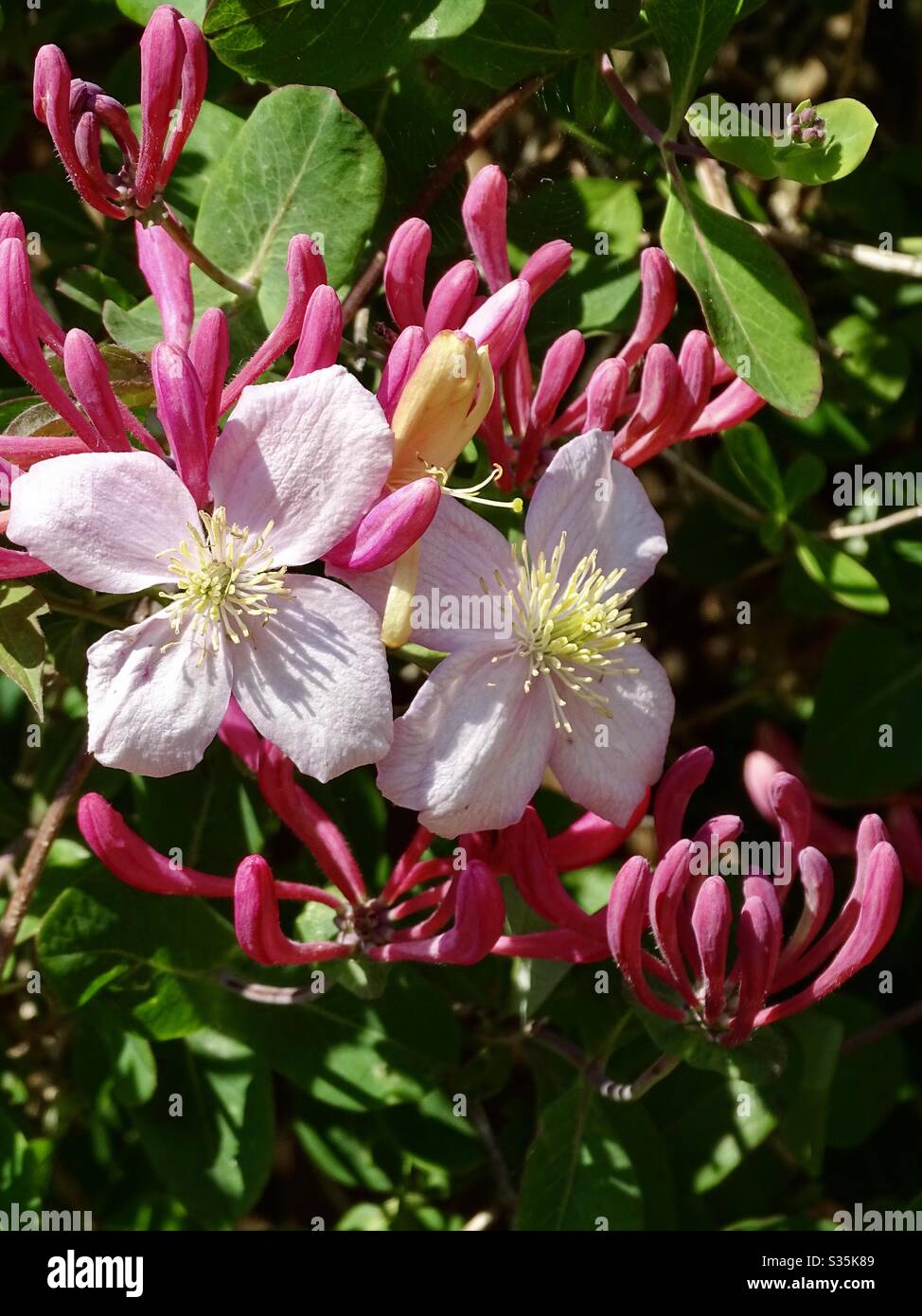Pink clematis and purple and yellow honeysuckle flowers in the spring sunshine Stock Photo
