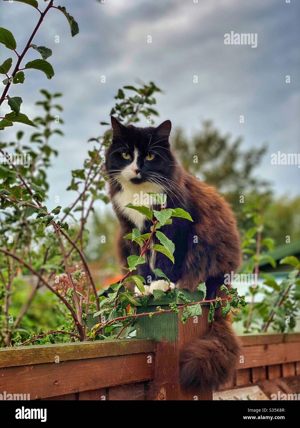 Cat on a fence Stock Photo - Alamy