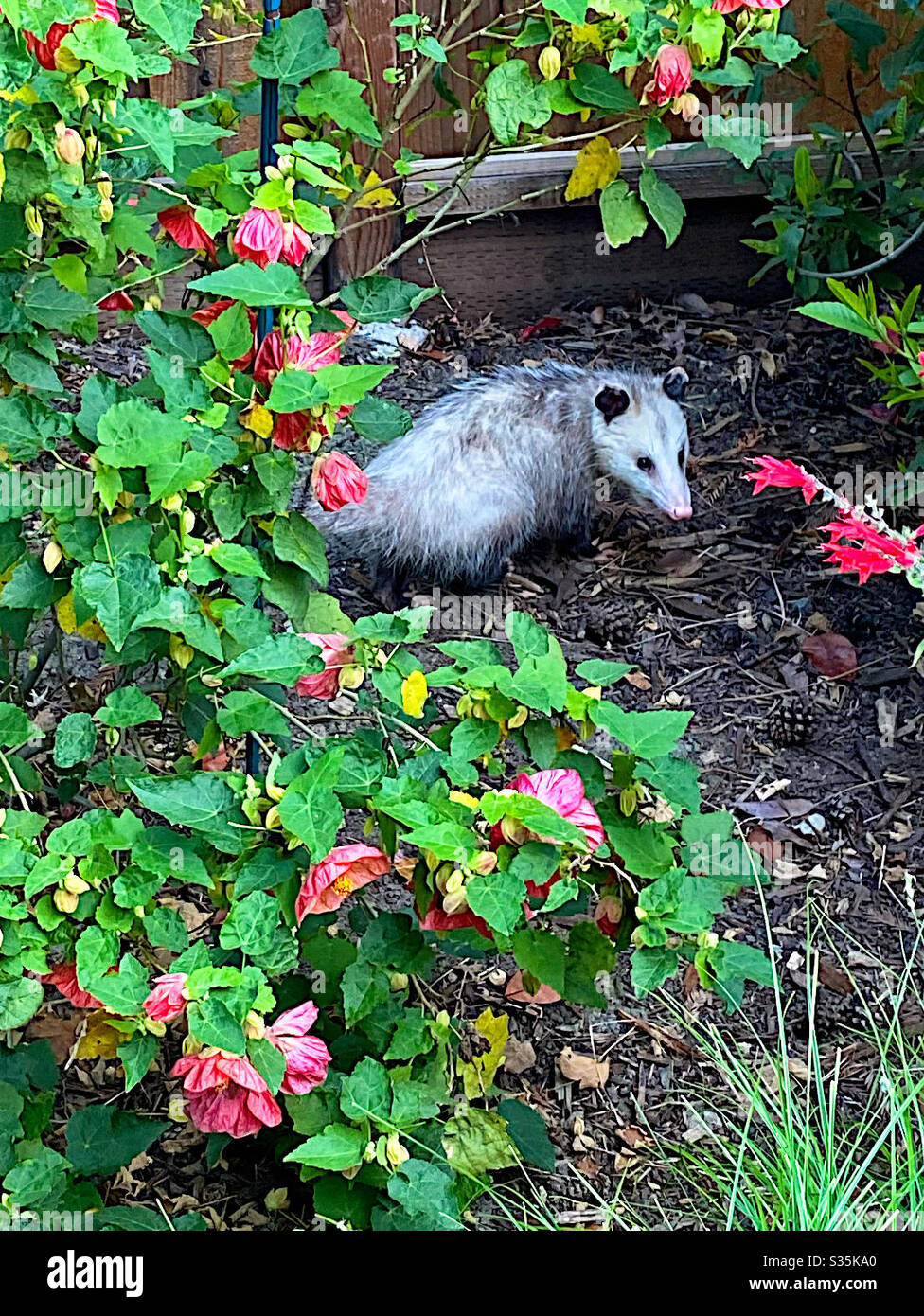 Possum in a garden Stock Photo