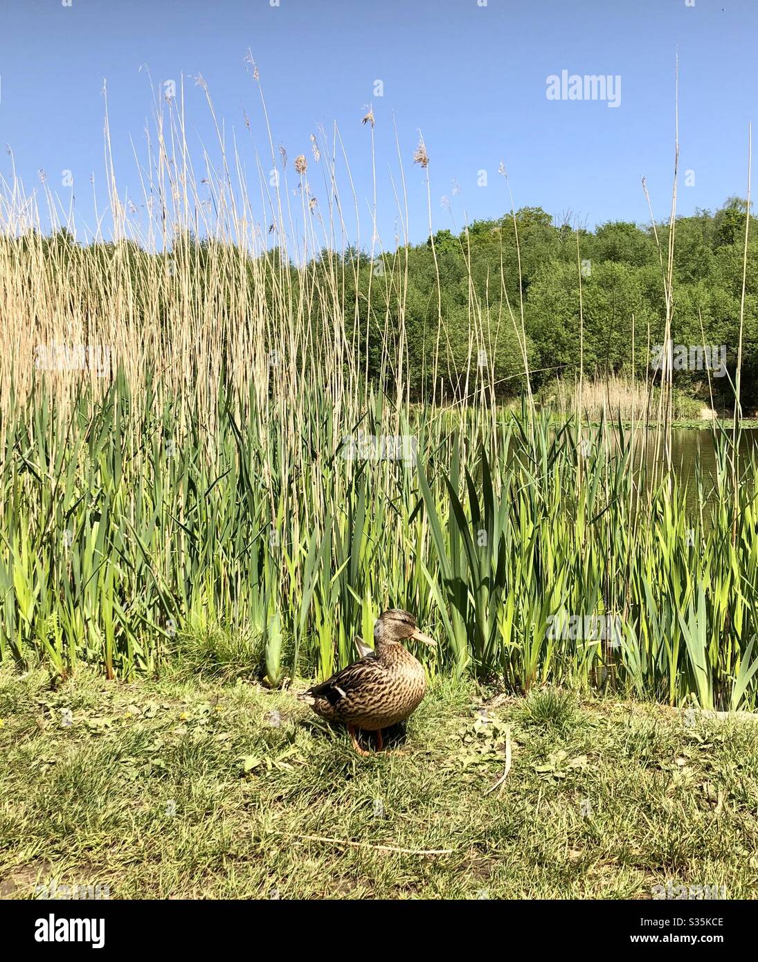 Friendly Duck - Smartphone Captured Stock Image Friendly Duck - Smartphone Captured Stock Image