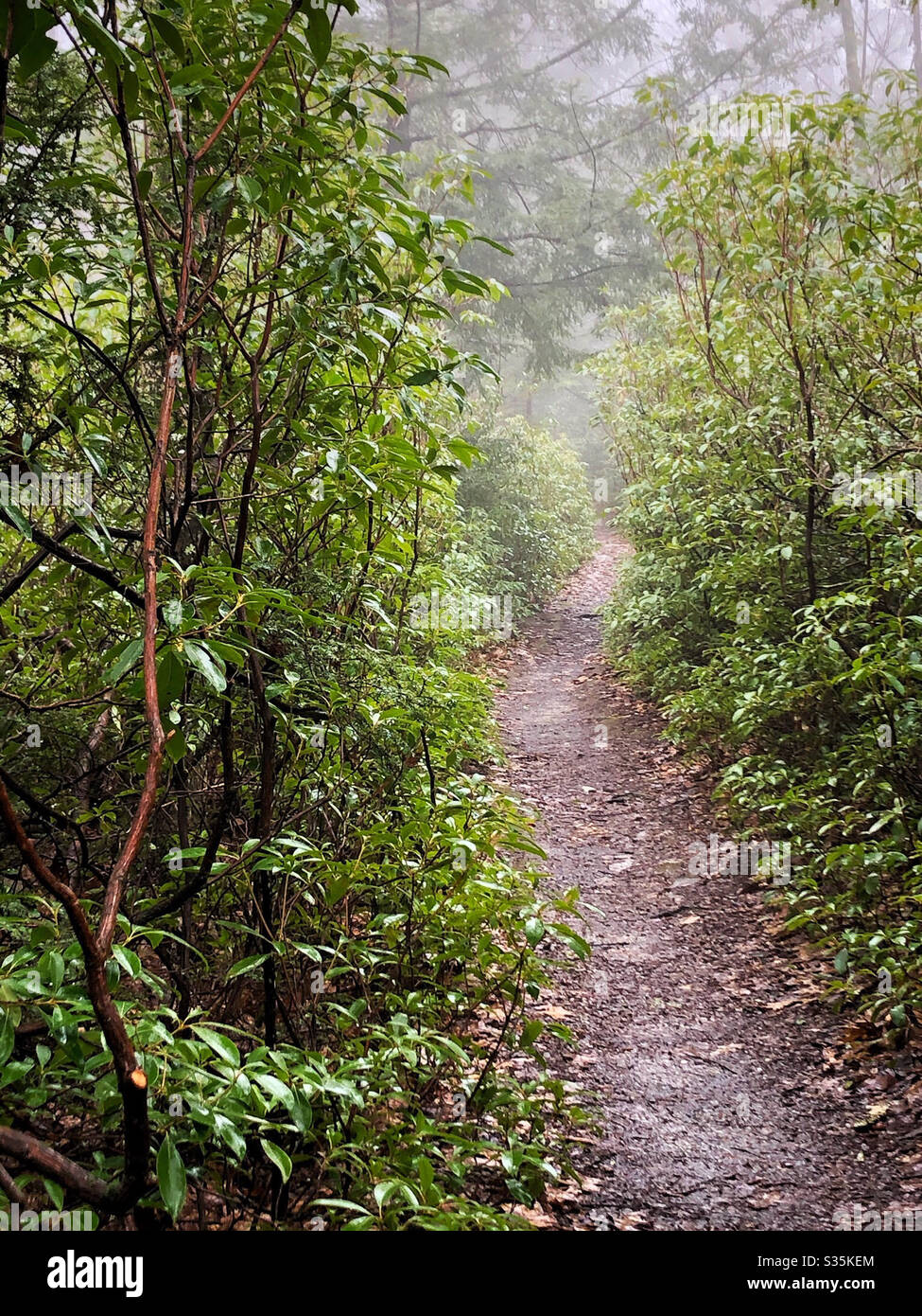 Well worn path in the woods on a wet misty day - Smartphone Captured Stock Image