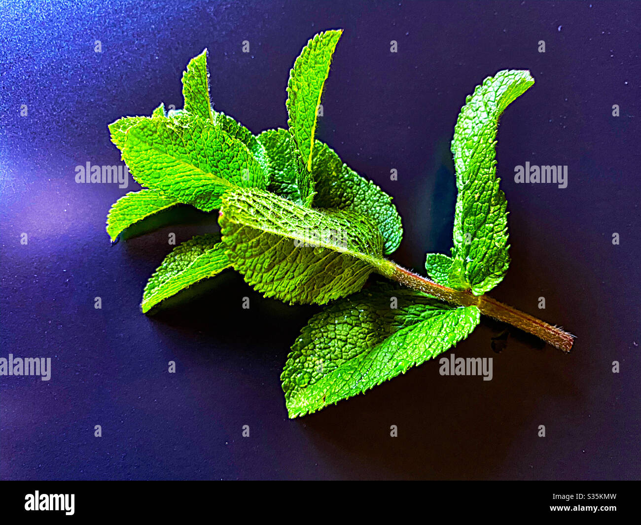 Mint leaves, closeup Stock Photo