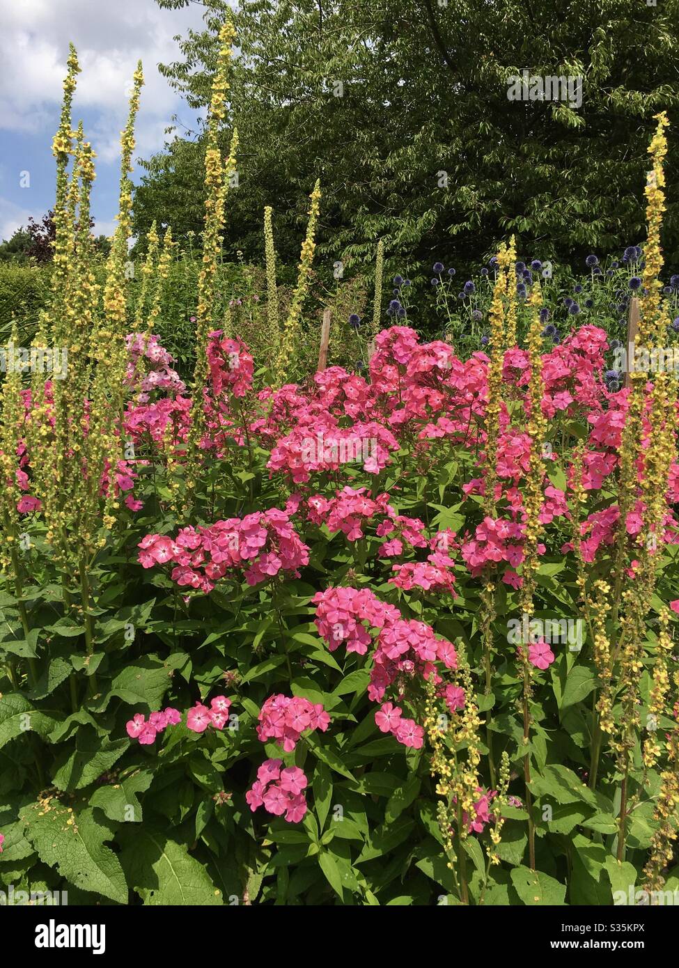Phlox flowers growing - Smartphone Captured Stock Image