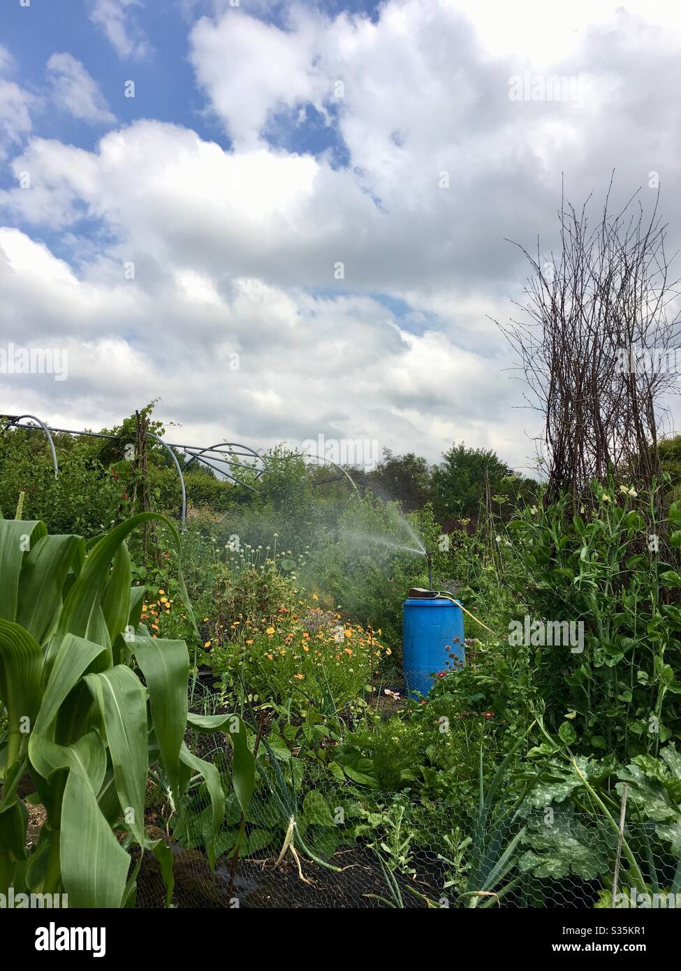 Sprinkler watering system on an allotment - Smartphone Captured Stock Image