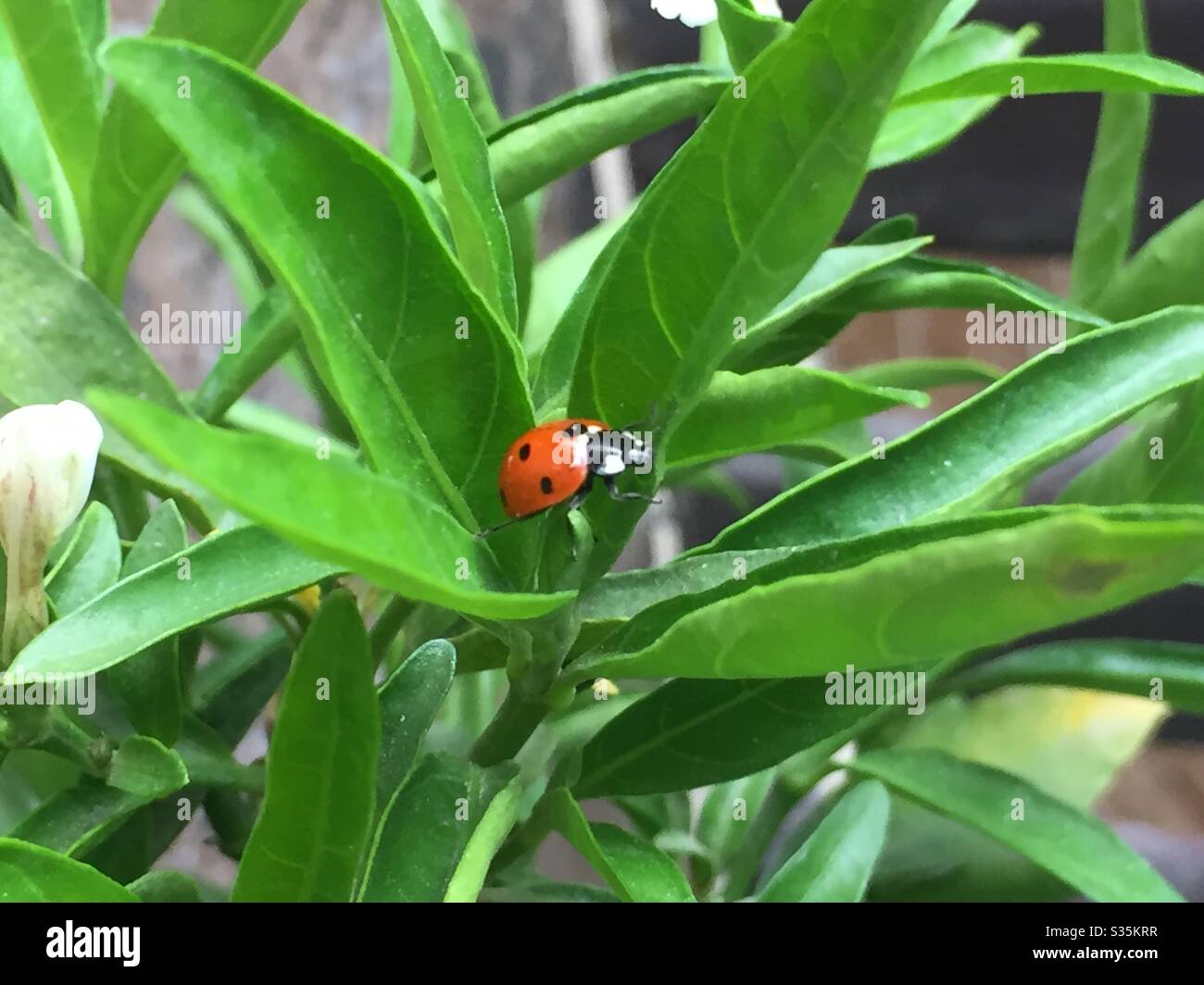 Jasmine plant hires stock photography and images Alamy